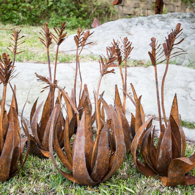 Aloe