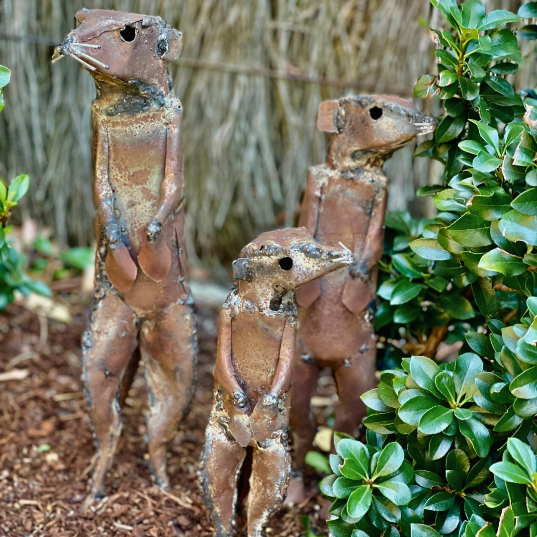 Meerkat
