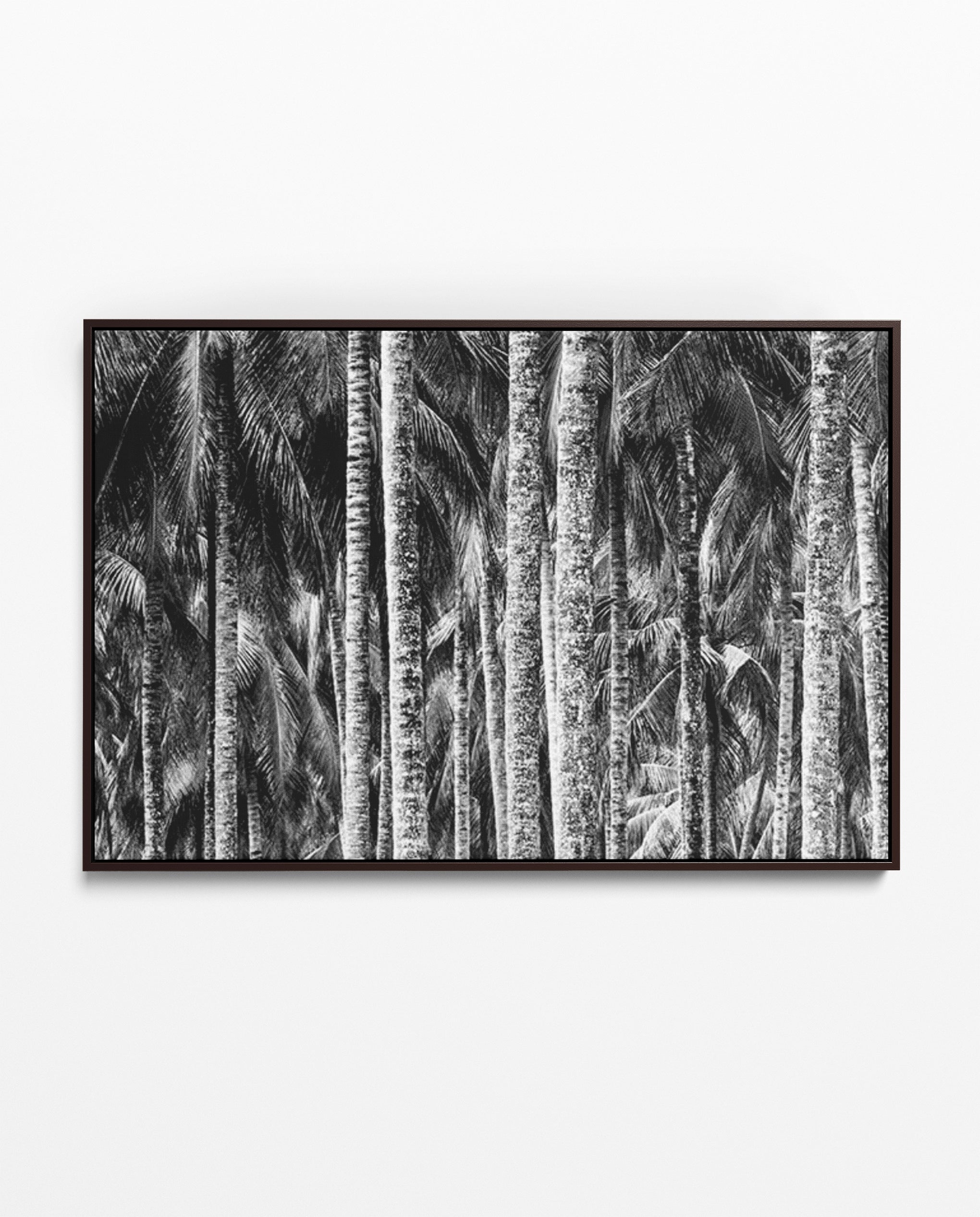 ZAN_36 David Ballam Print Coconut Palms