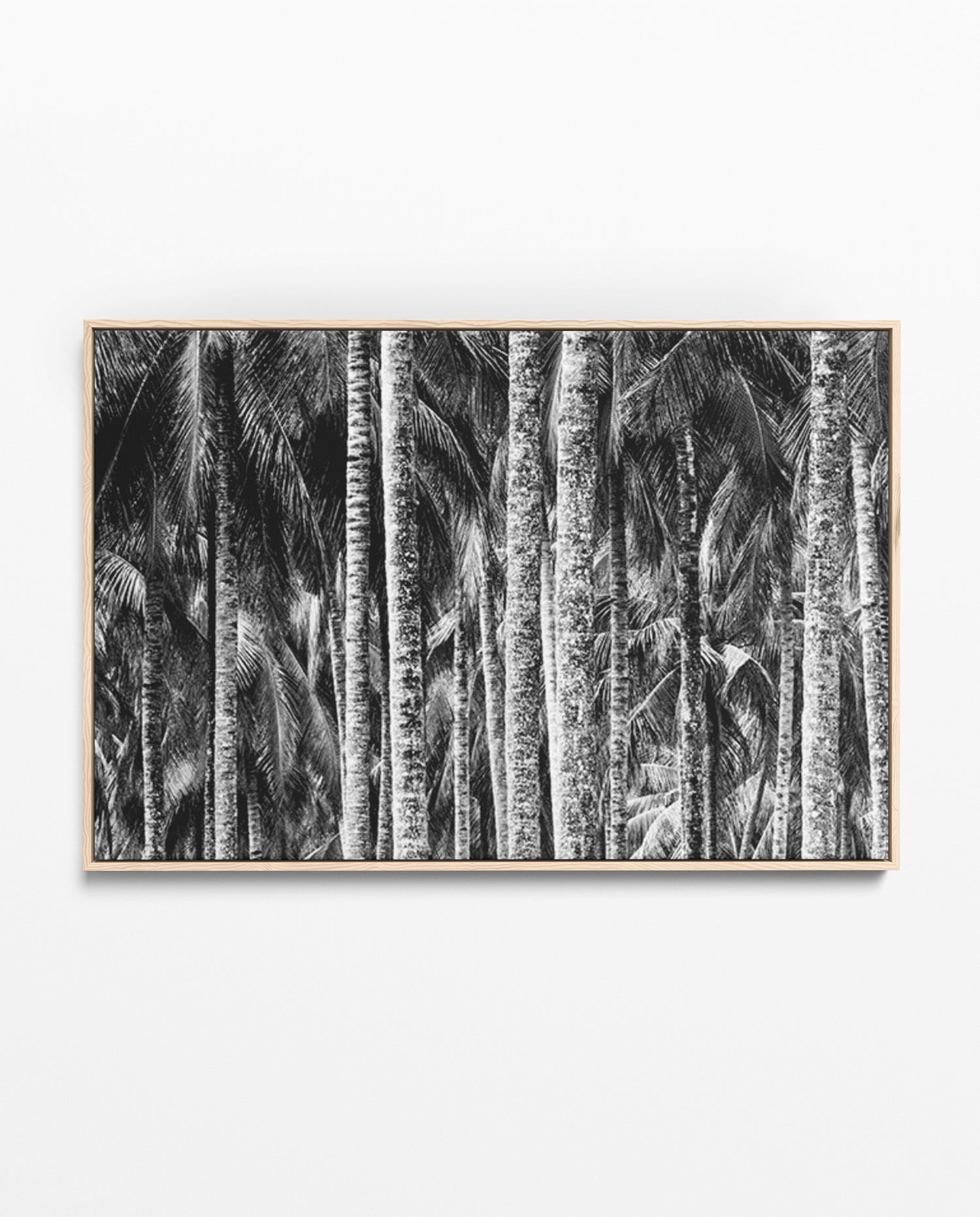 ZAN_36 David Ballam Print Coconut Palms