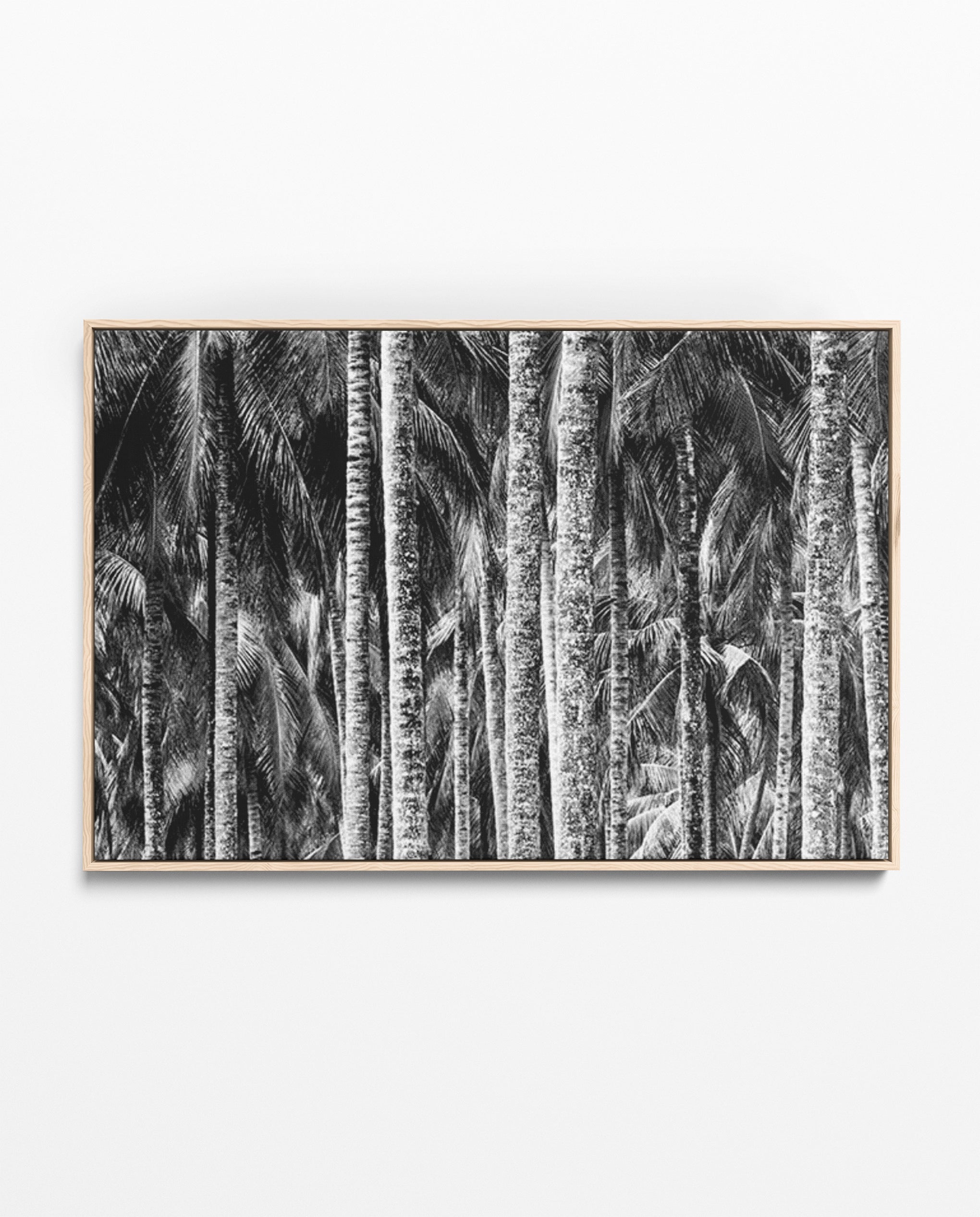 ZAN_36 David Ballam Print Coconut Palms