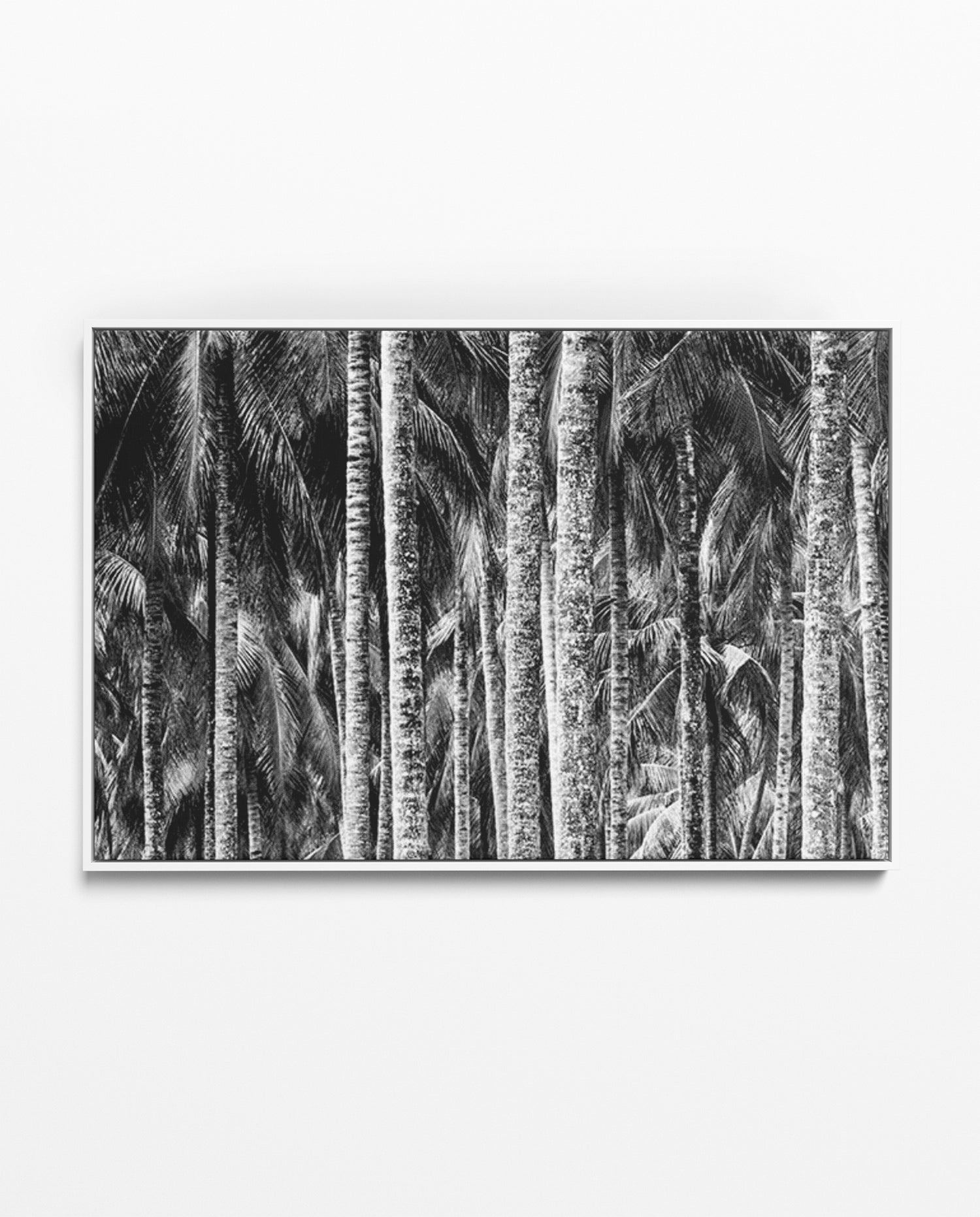 ZAN_36 David Ballam Print Coconut Palms