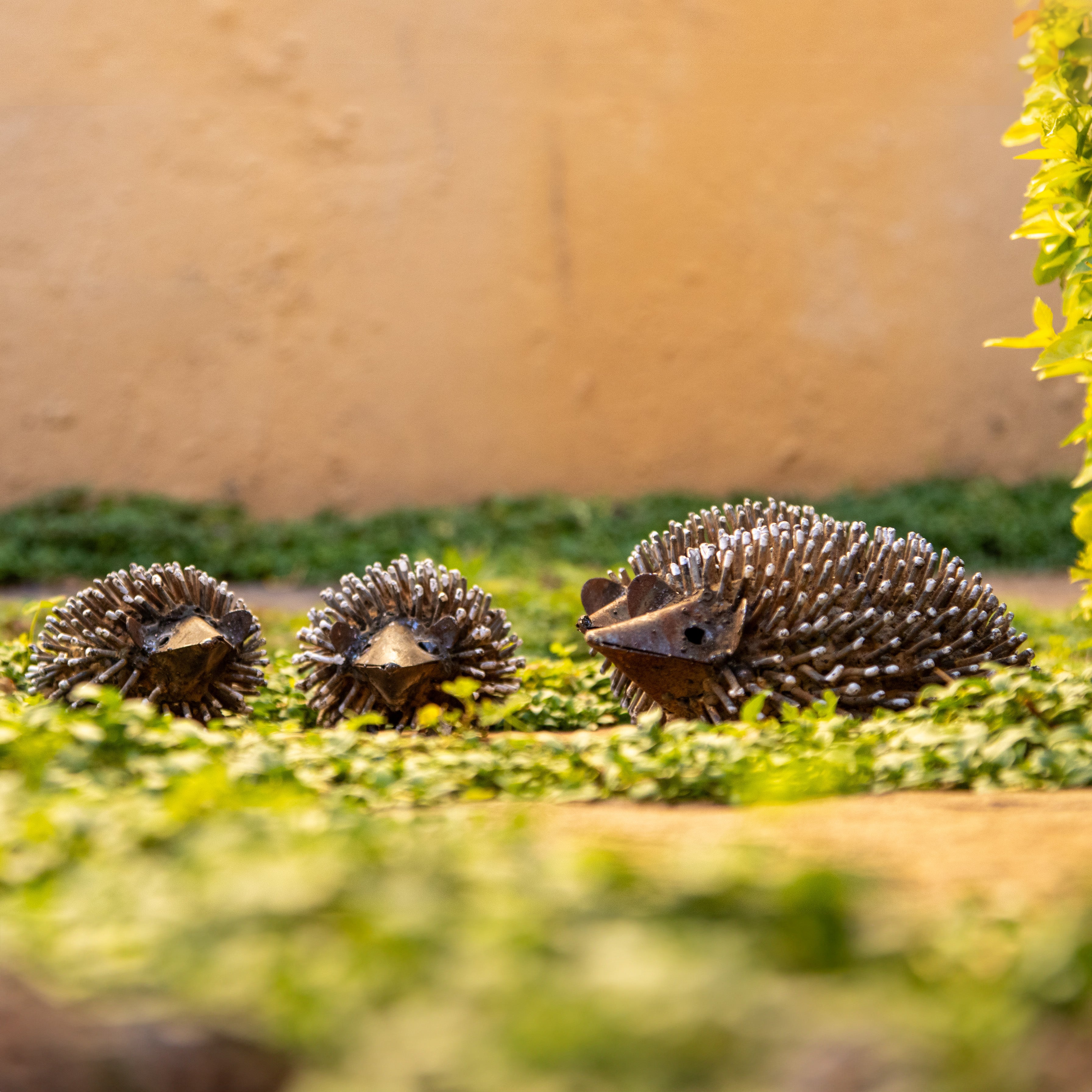 Echidna
