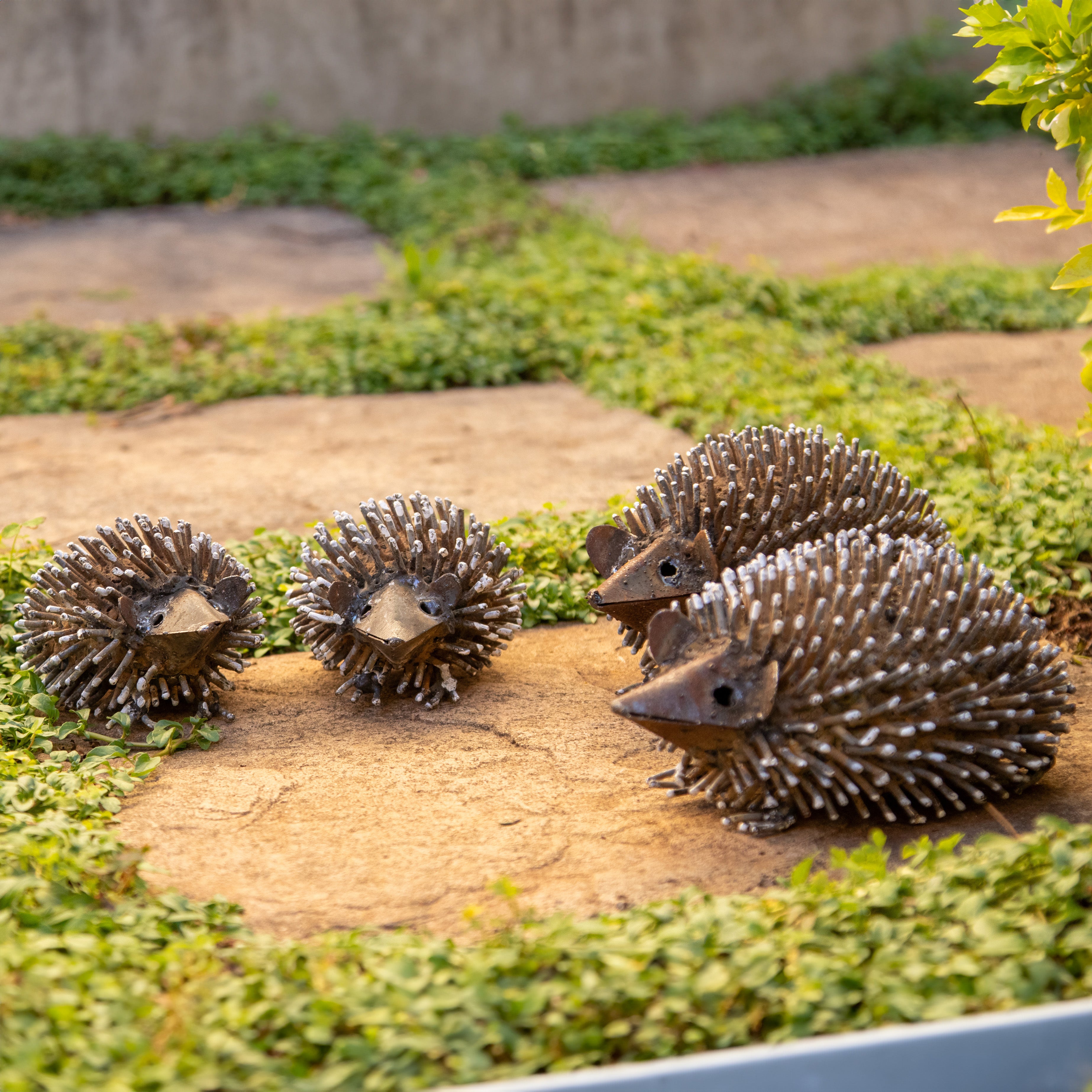 Echidna