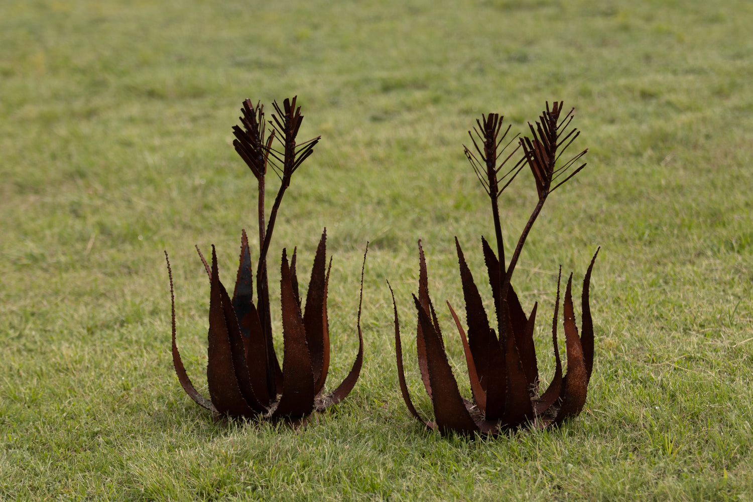 Aloe