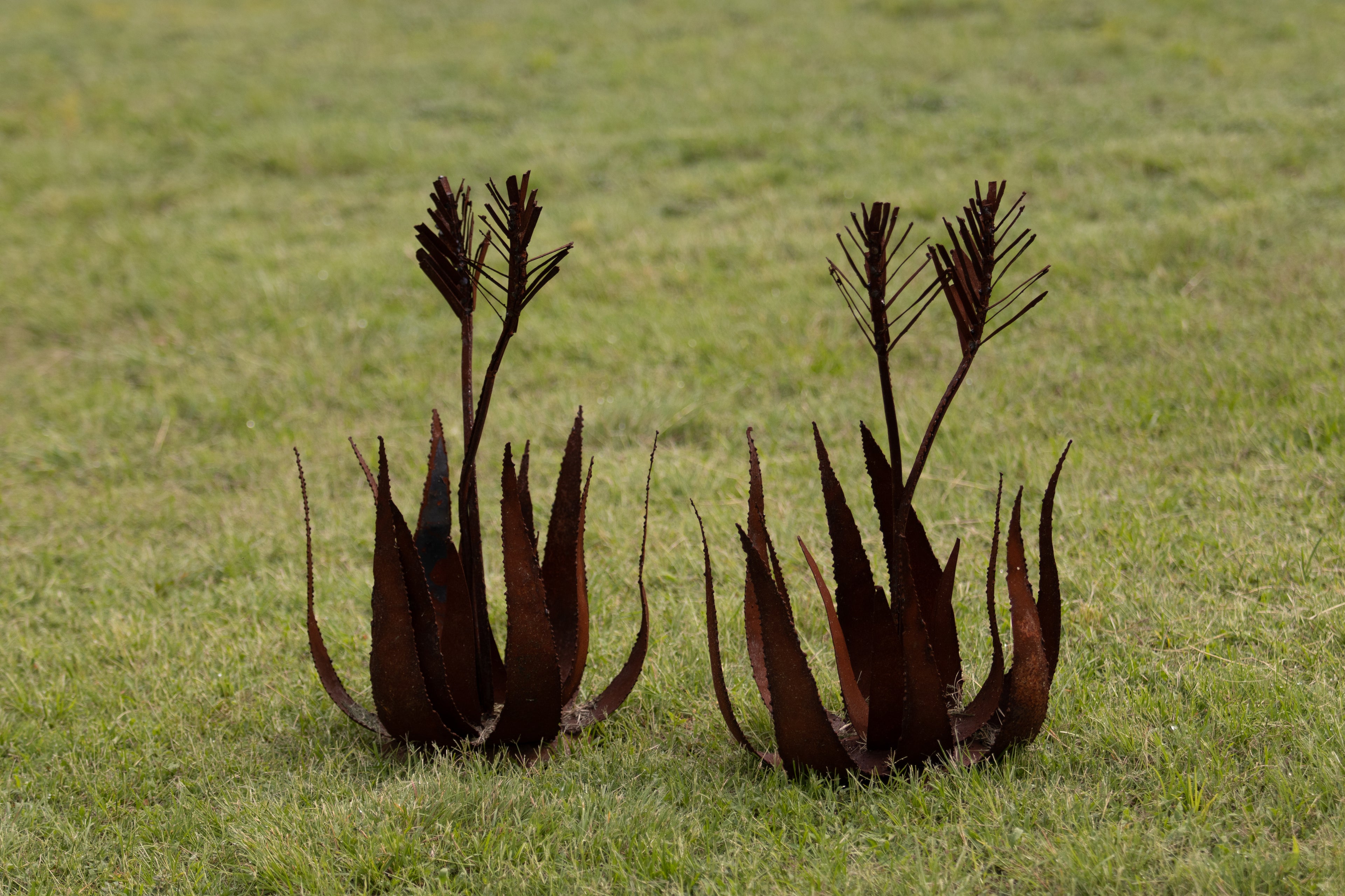 Aloe