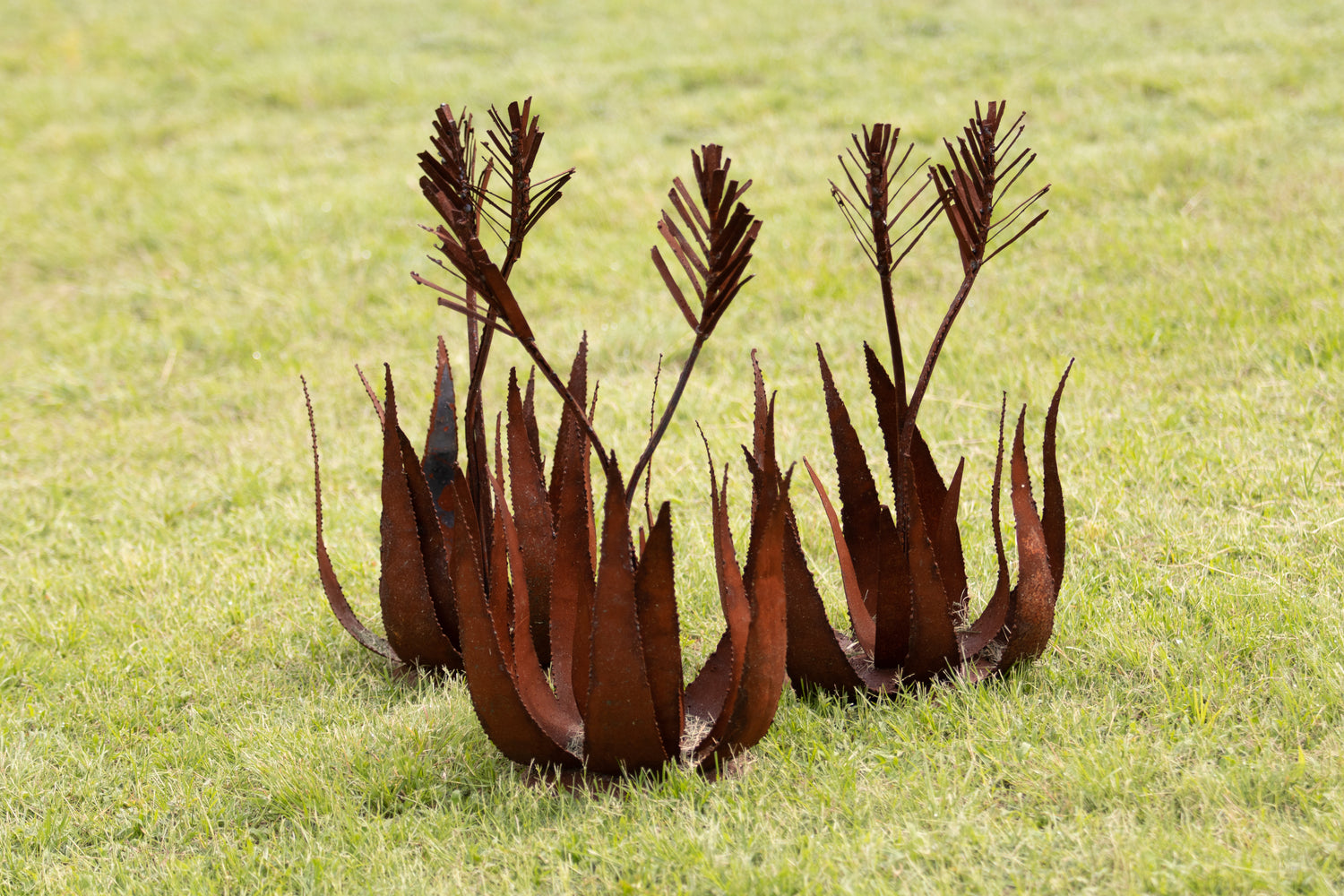 Aloe