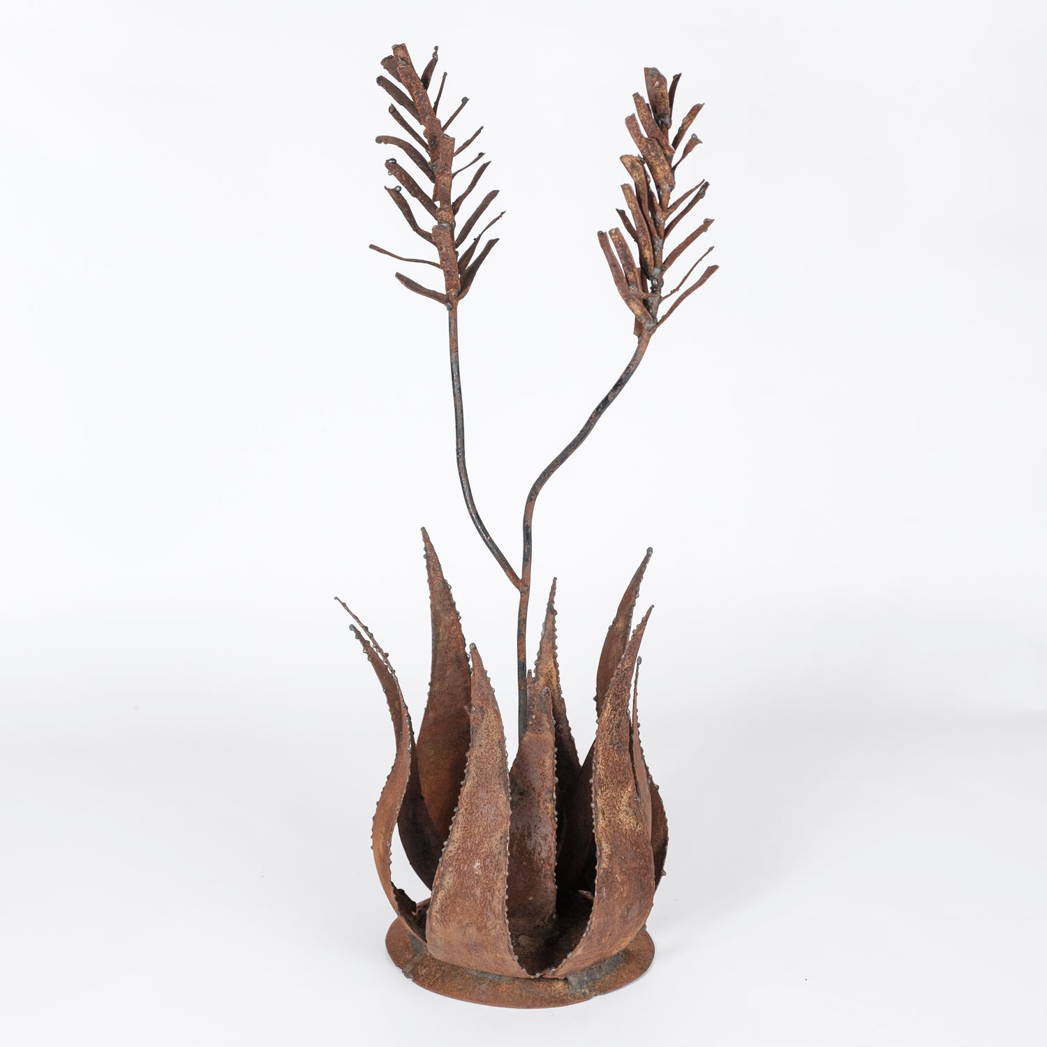 Aloe