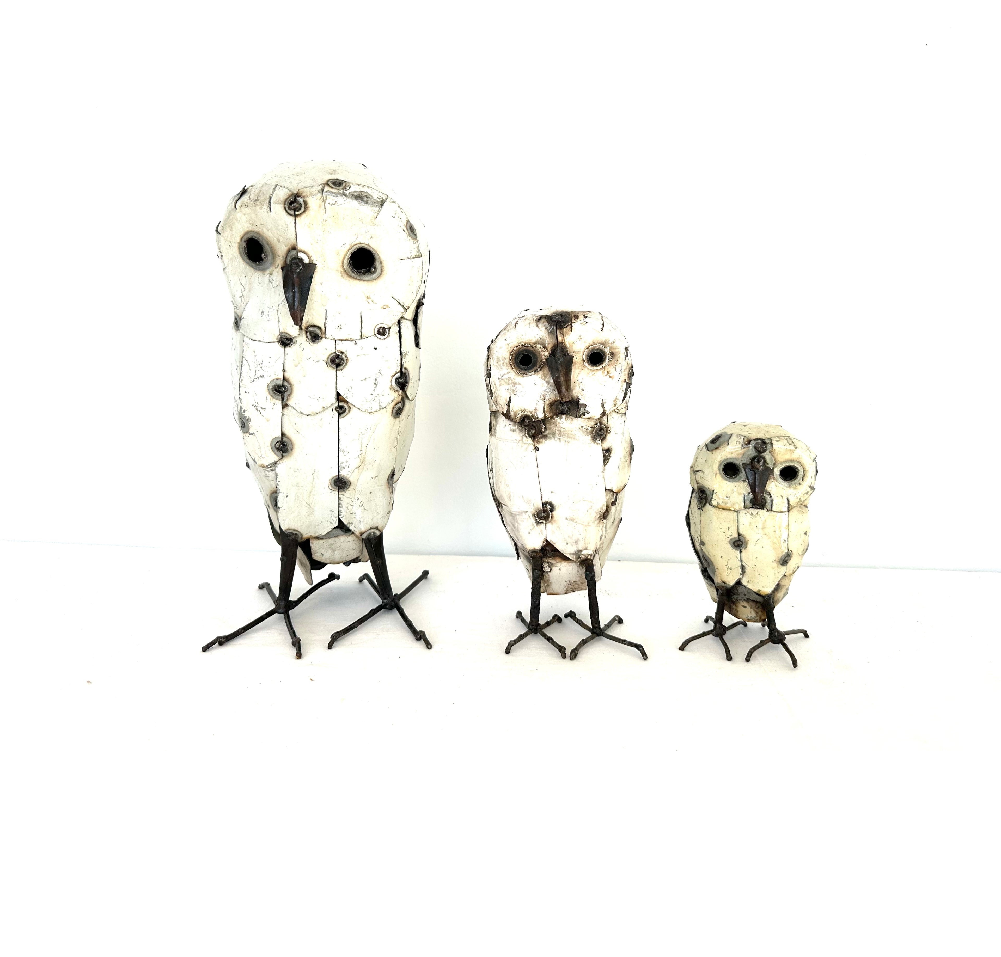 Owl White Without Ears