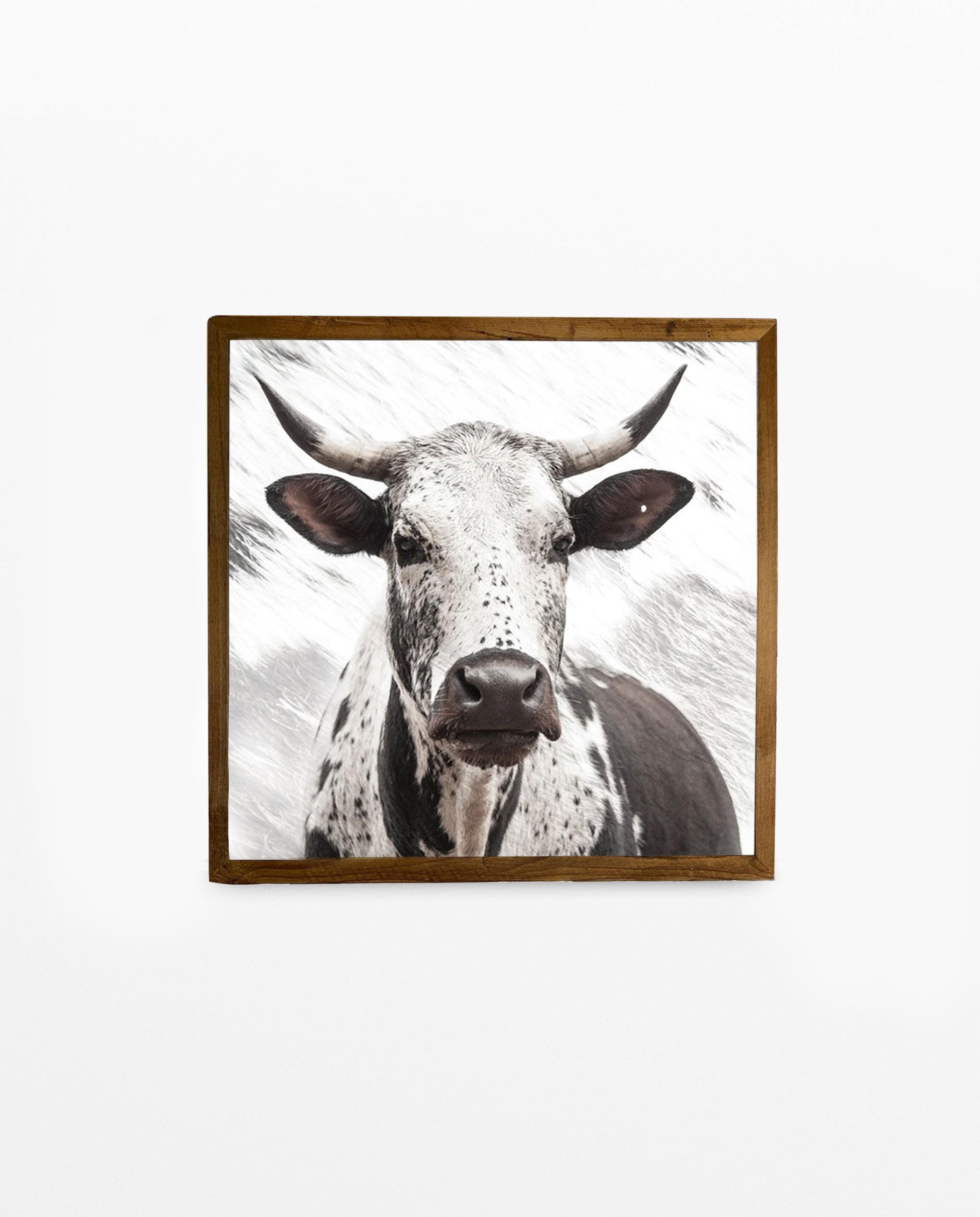 Nguni