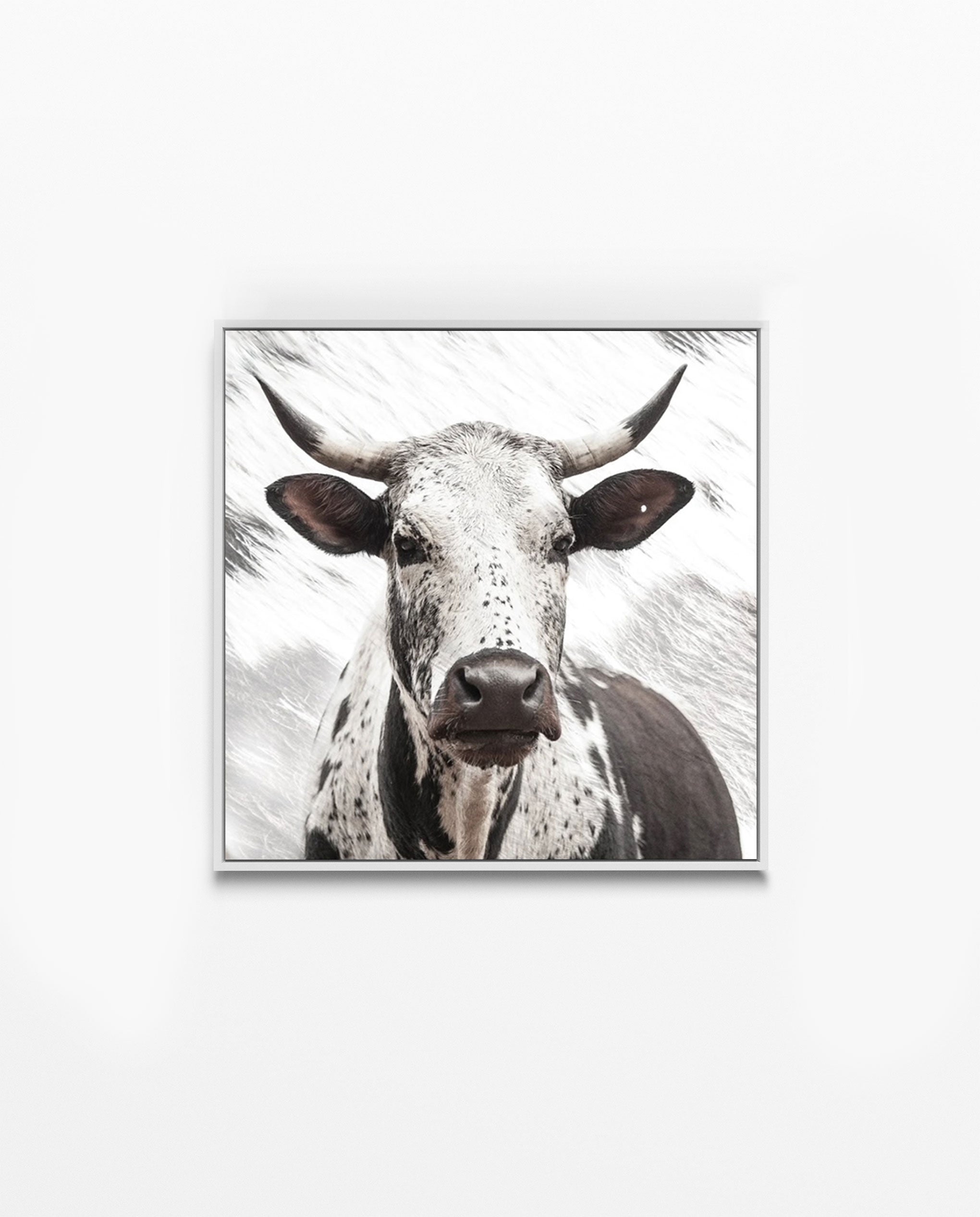 Nguni