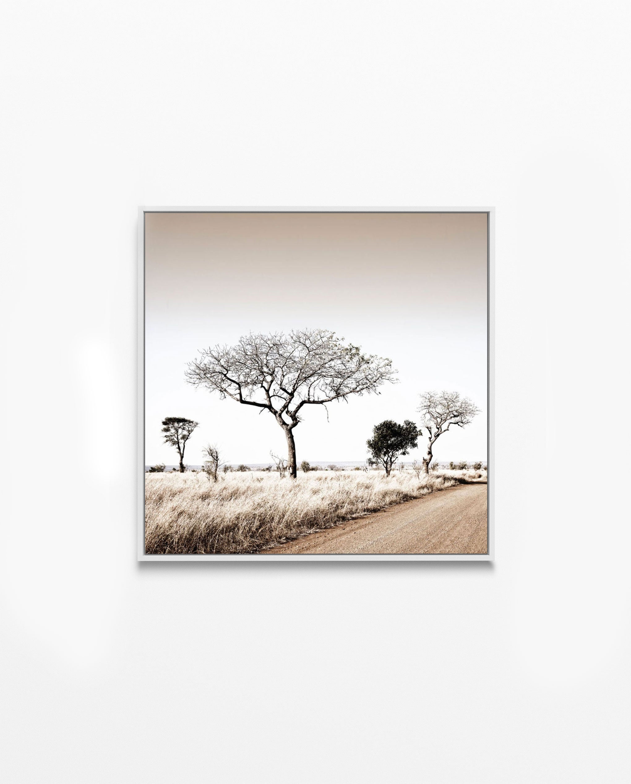 RDT_448 Richard Du Toit Print Thorn Trees