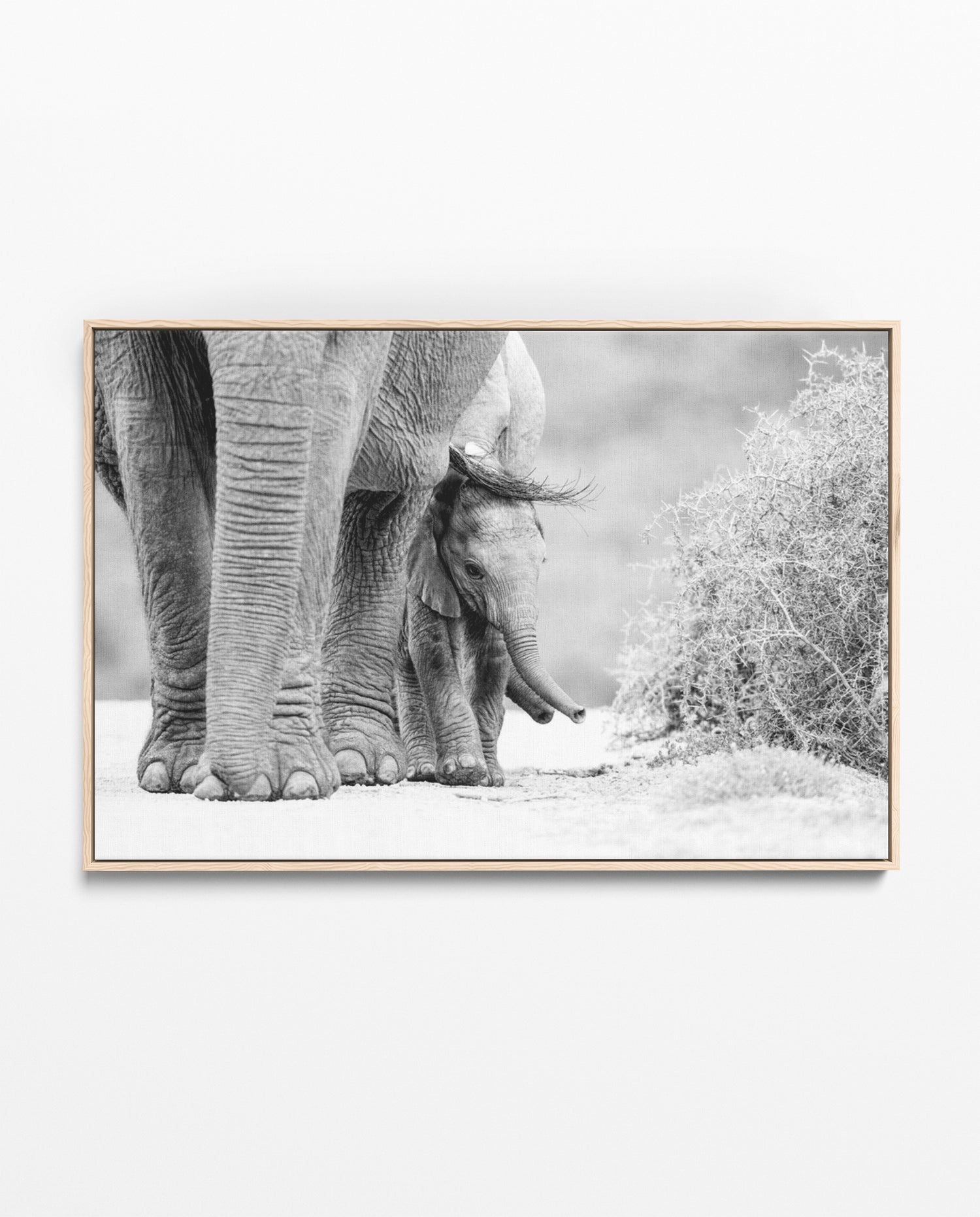 RDT_472 Richard Du Toit Print Elephant and Calf