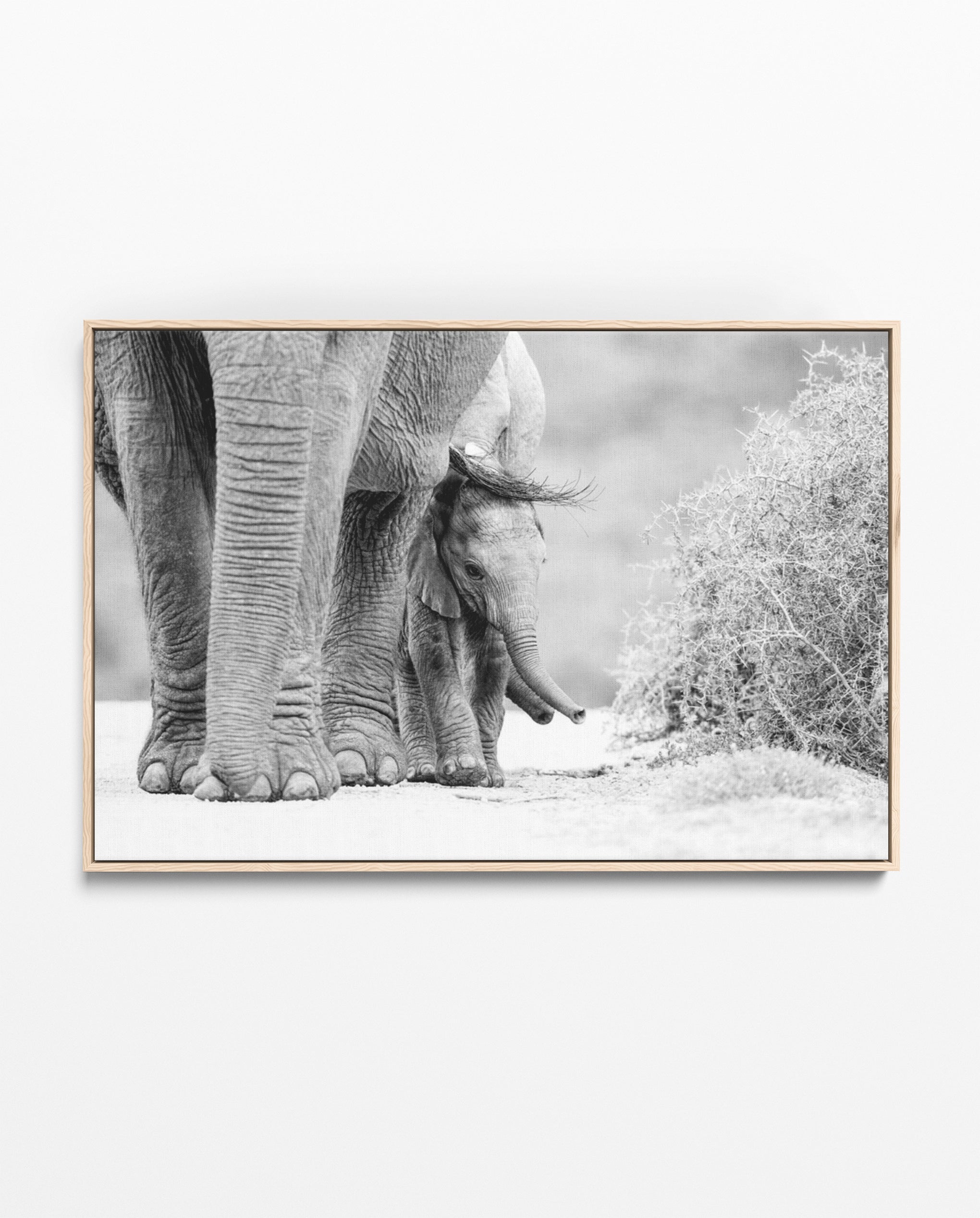 RDT_472 Richard Du Toit Print Elephant and Calf