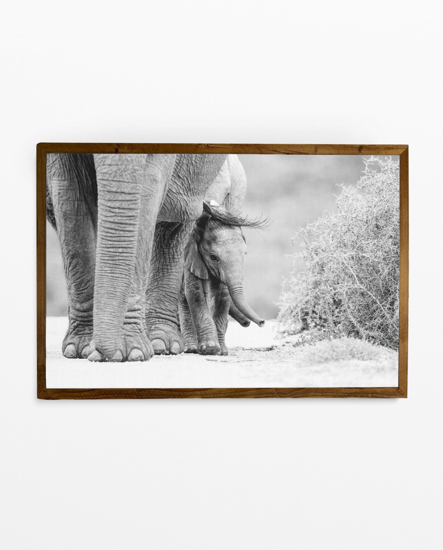 RDT_472 Richard Du Toit Print Elephant and Calf