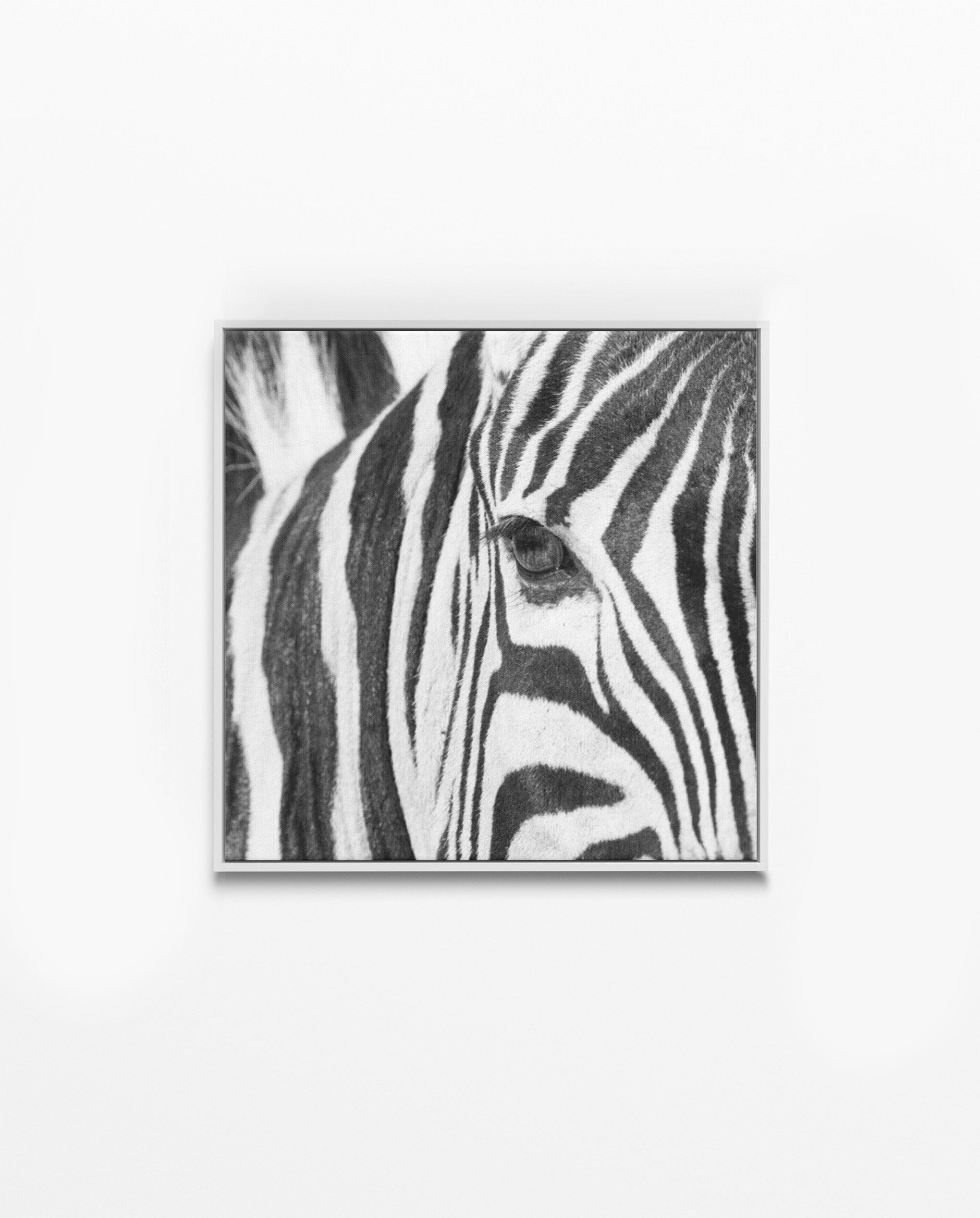RDT_252 Richard Du Toit Print Zebra Eye