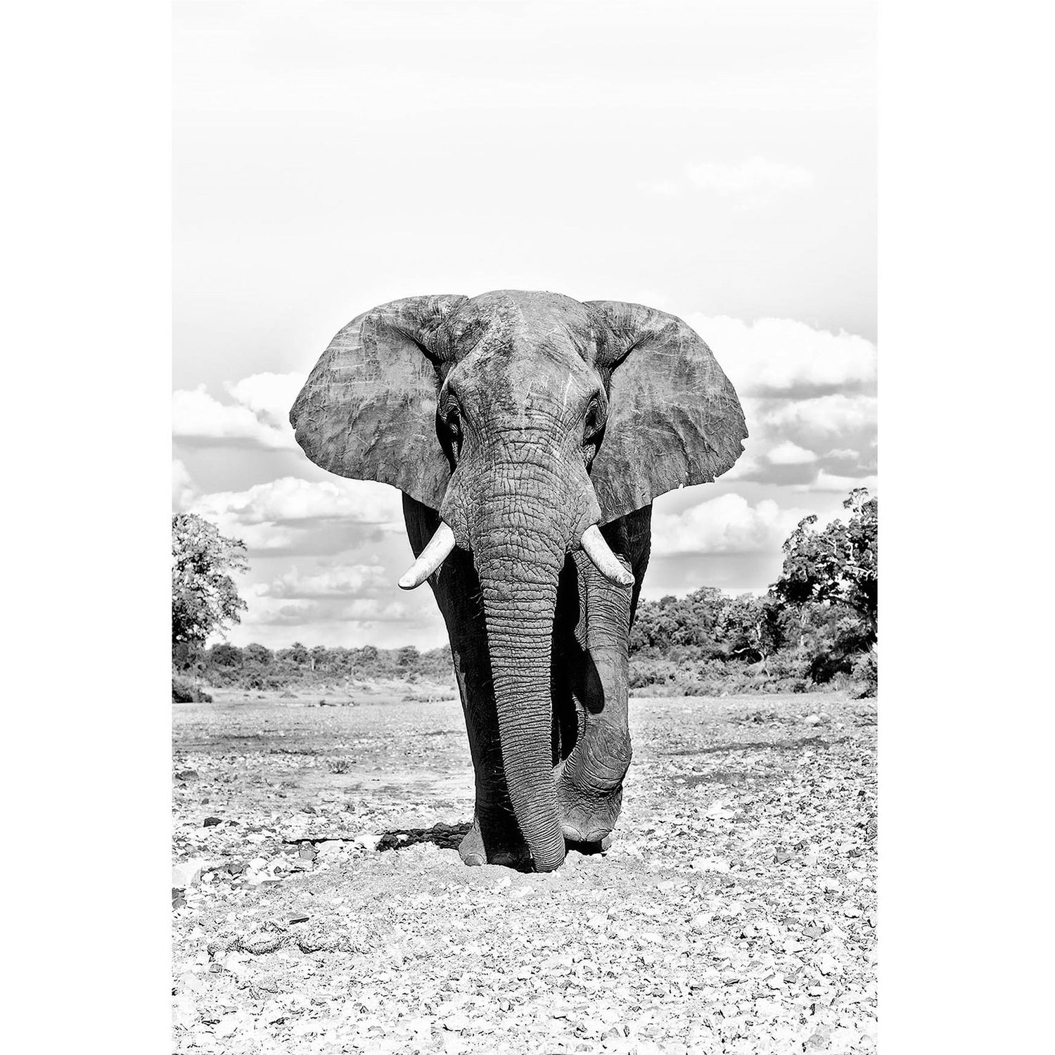 RDT_305 Richard Du Toit Elephant