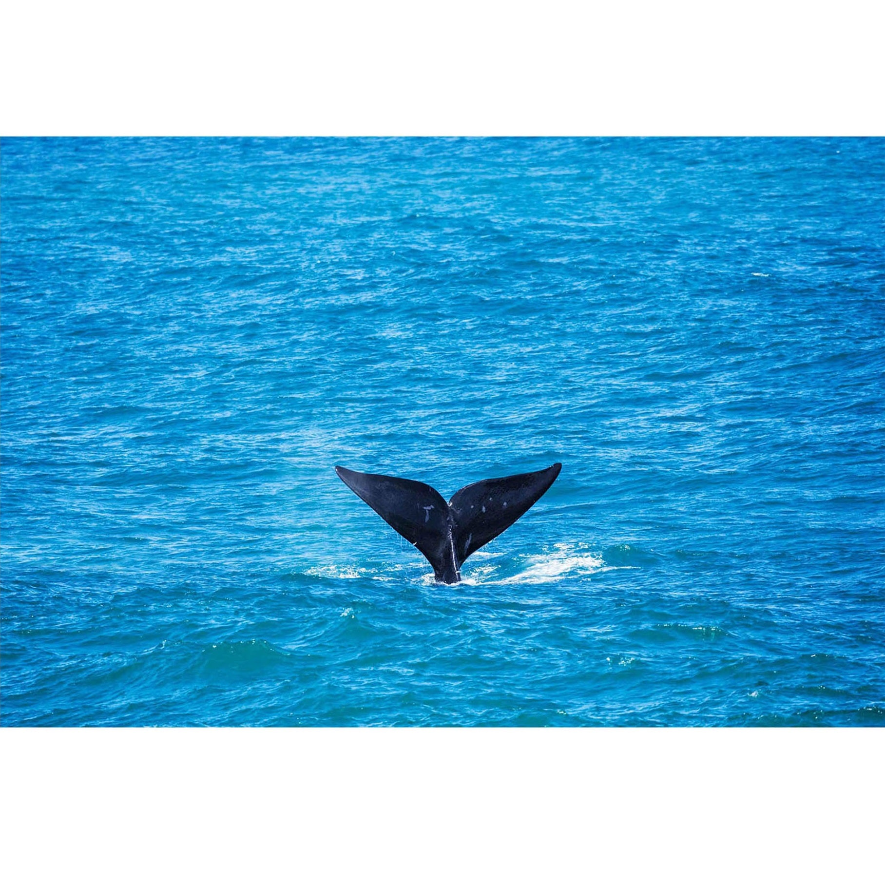 RDT_399 Richard Du Toit Whale Tail