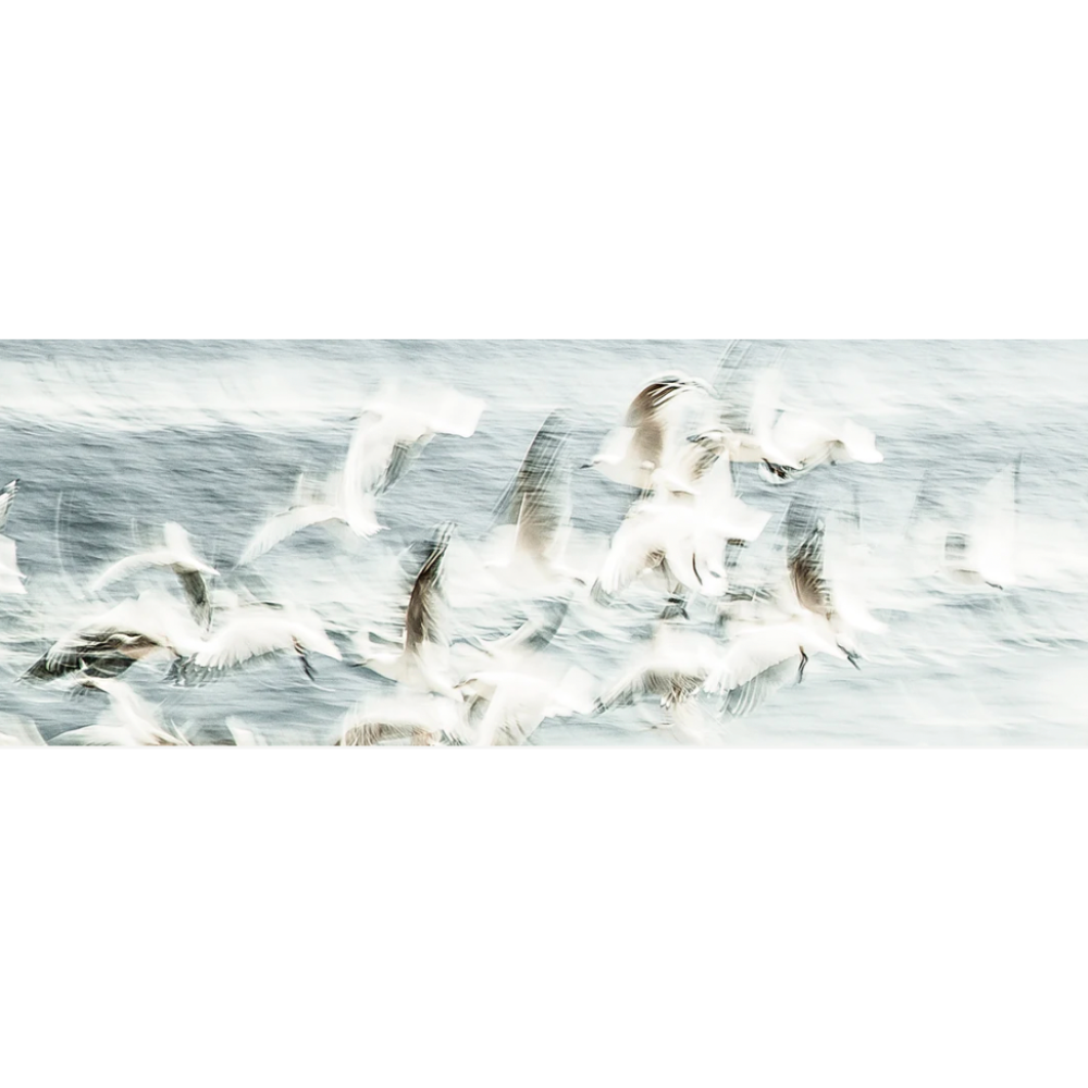 Seagulls Francoise Van Vuuren Print Coastal