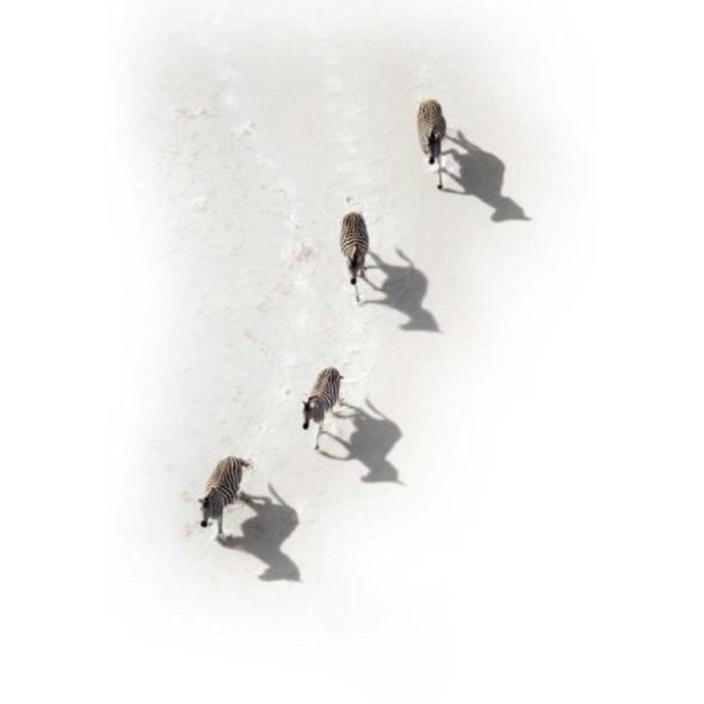 Richard Du Toit Print Wildlife RDT_55