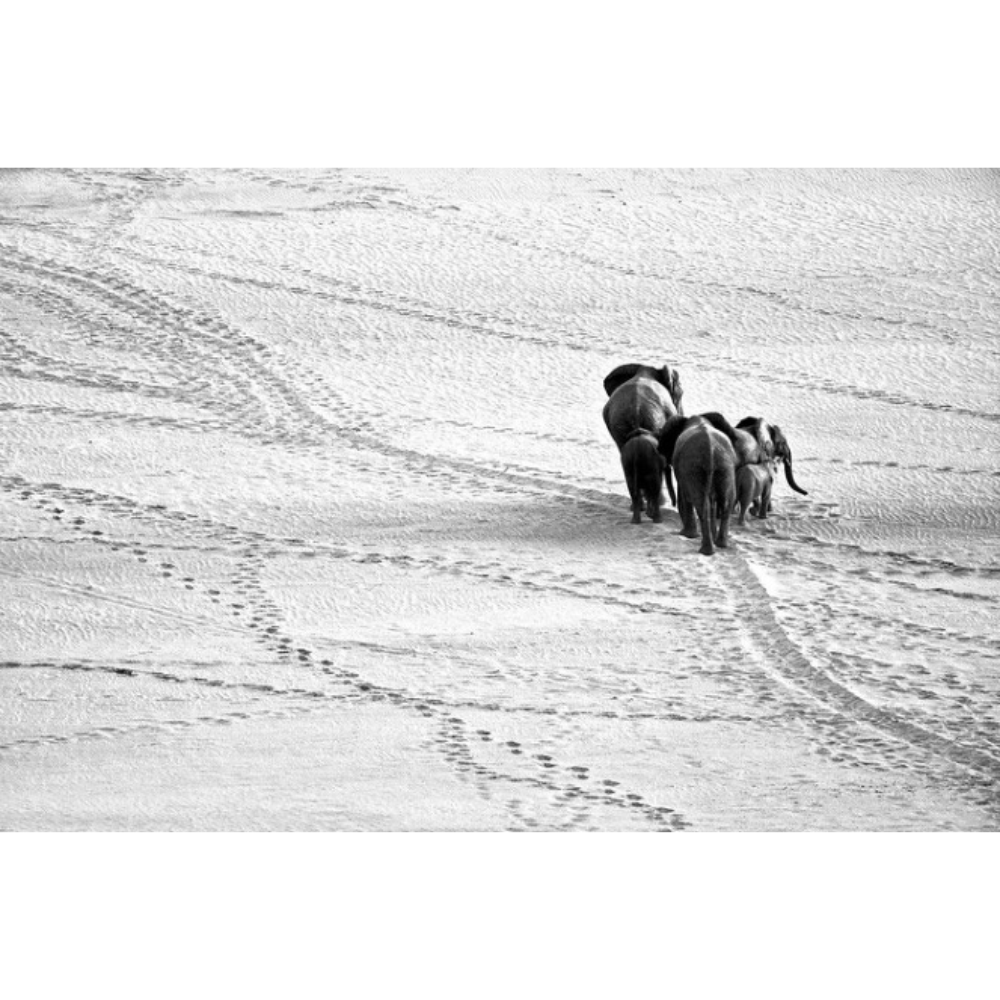 Richard Du Toit Print Wildlife RDT_187