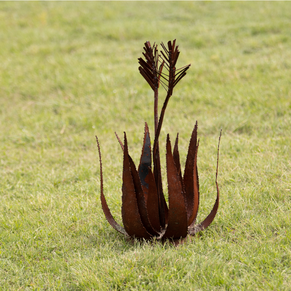Aloe