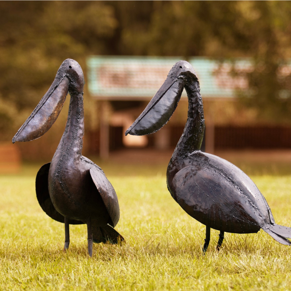 Pelican