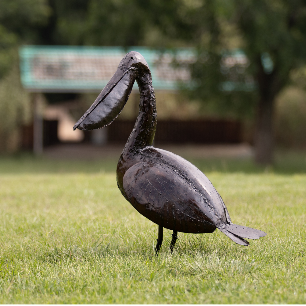 Pelican