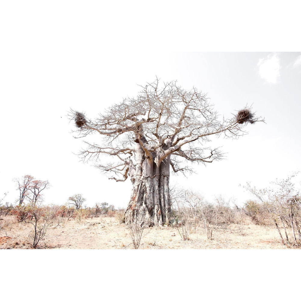 Richard Du Toit Print Flora RDT_183