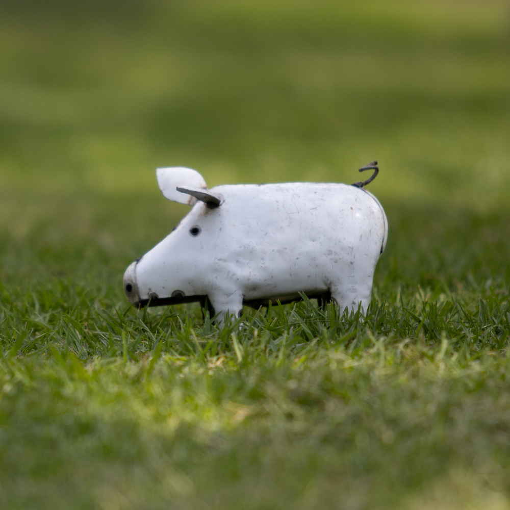 Pig