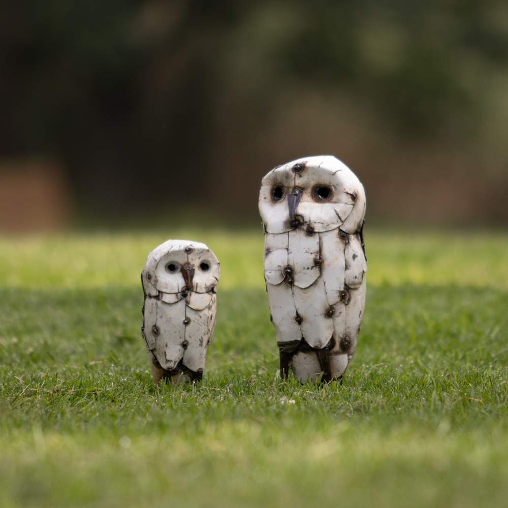 Owl White Without Ears