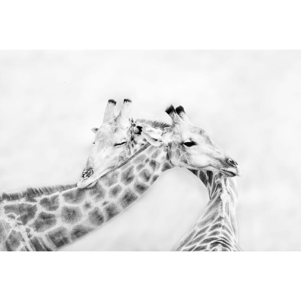 Richard Du Toit Print Wildlife RDT_460