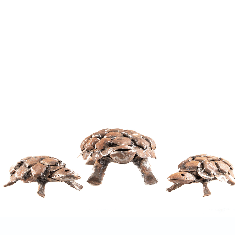 Tortoise