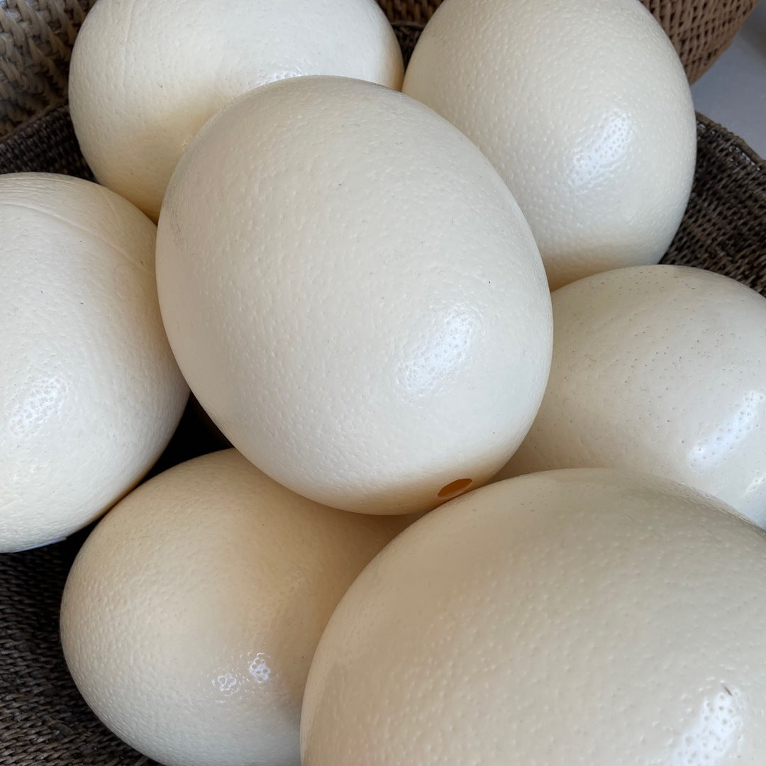 Ostrich Egg