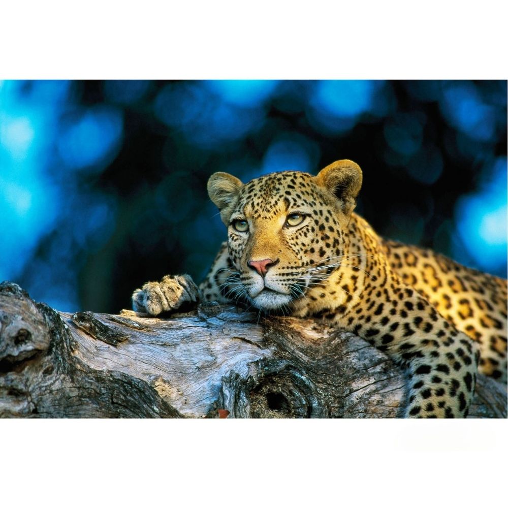 Refresh Your Interiors with African Photographic Prints