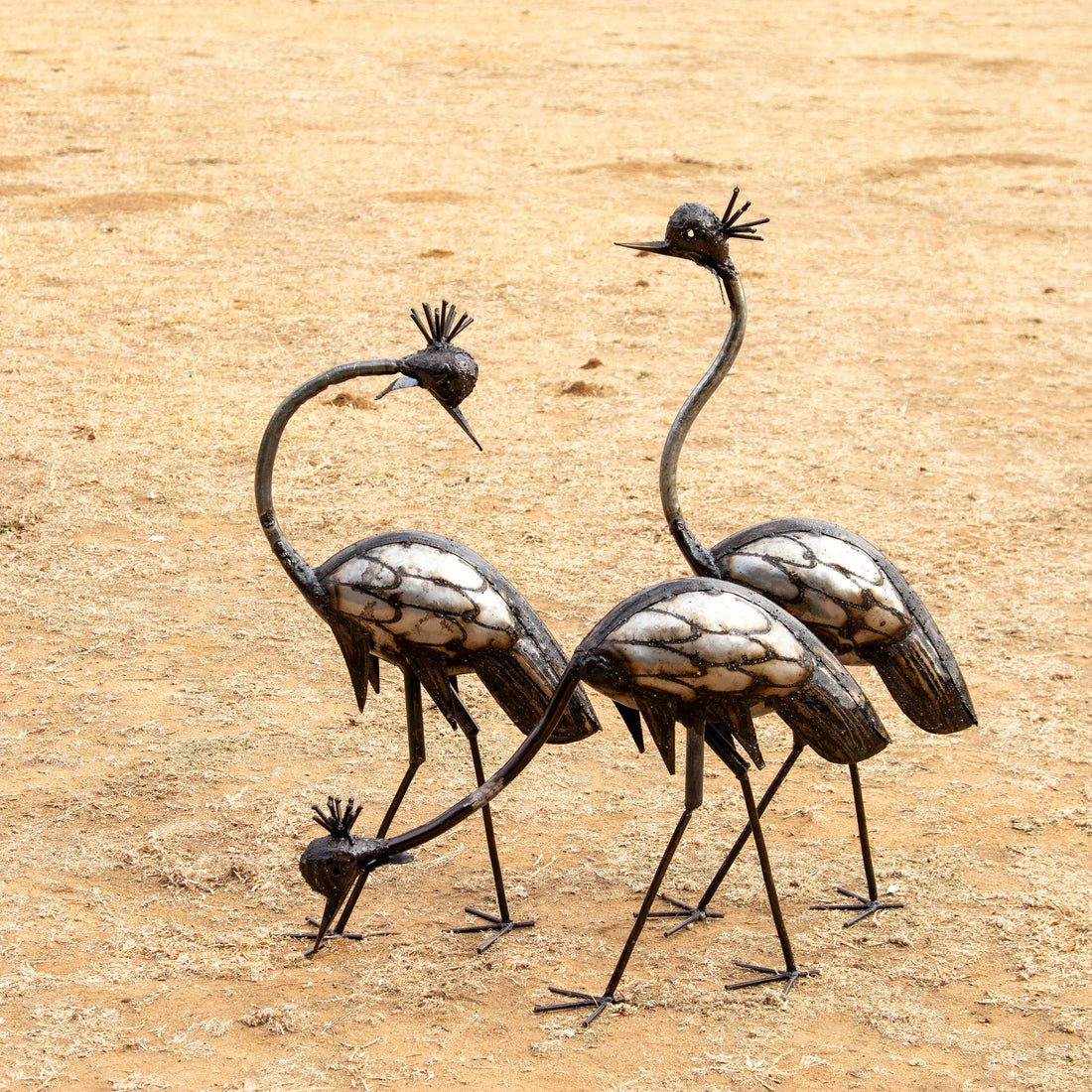 Crowned Crane