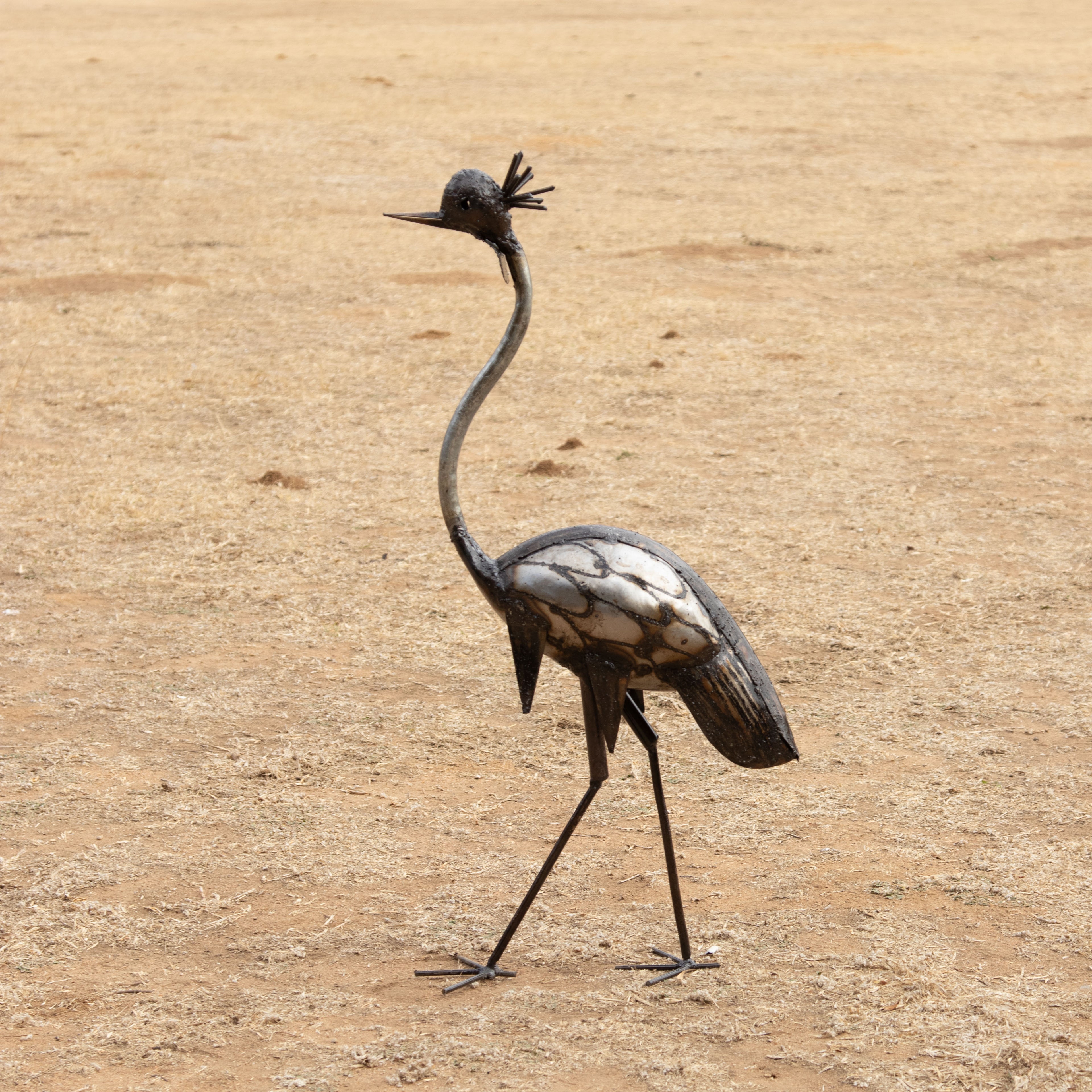 Crowned Crane