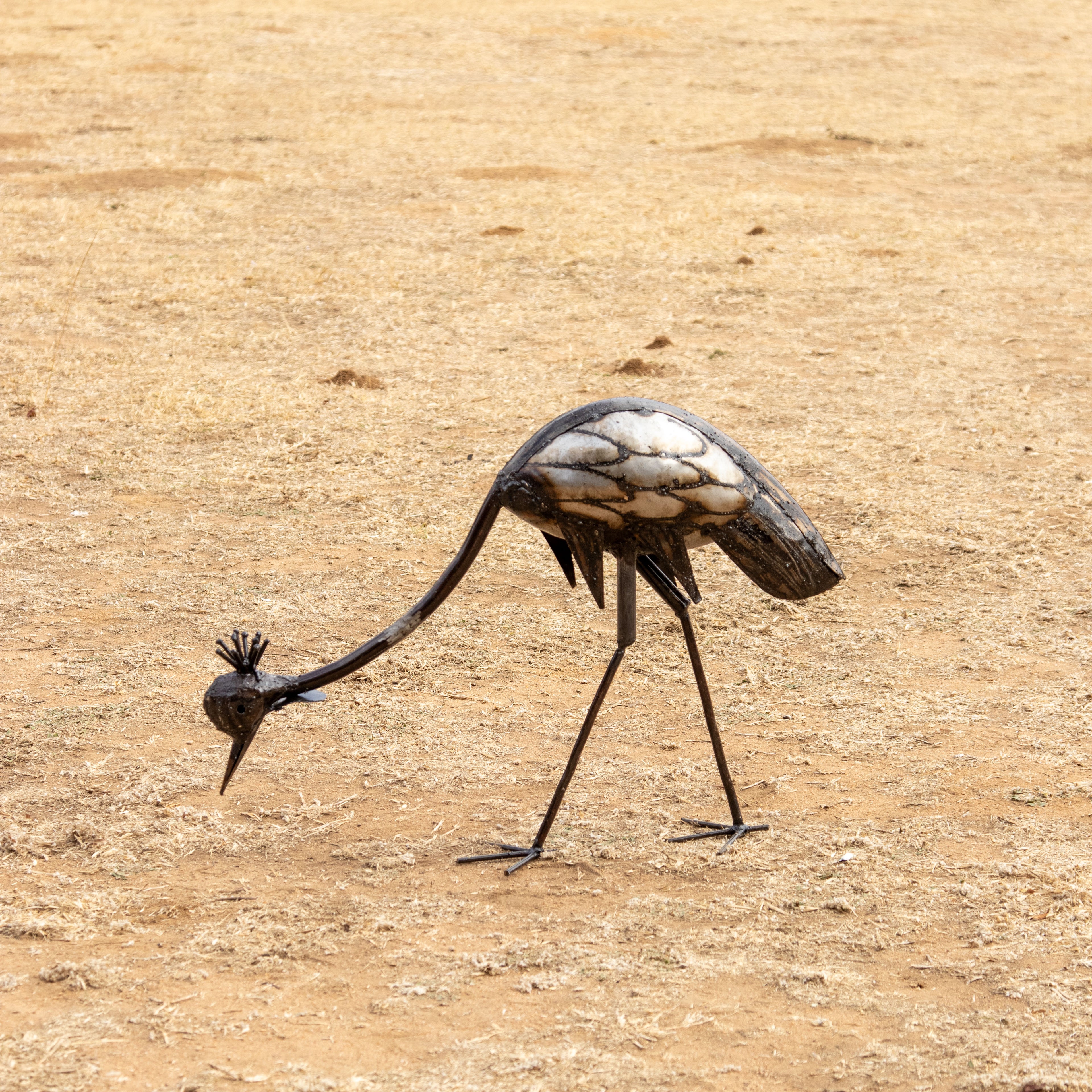 Crowned Crane