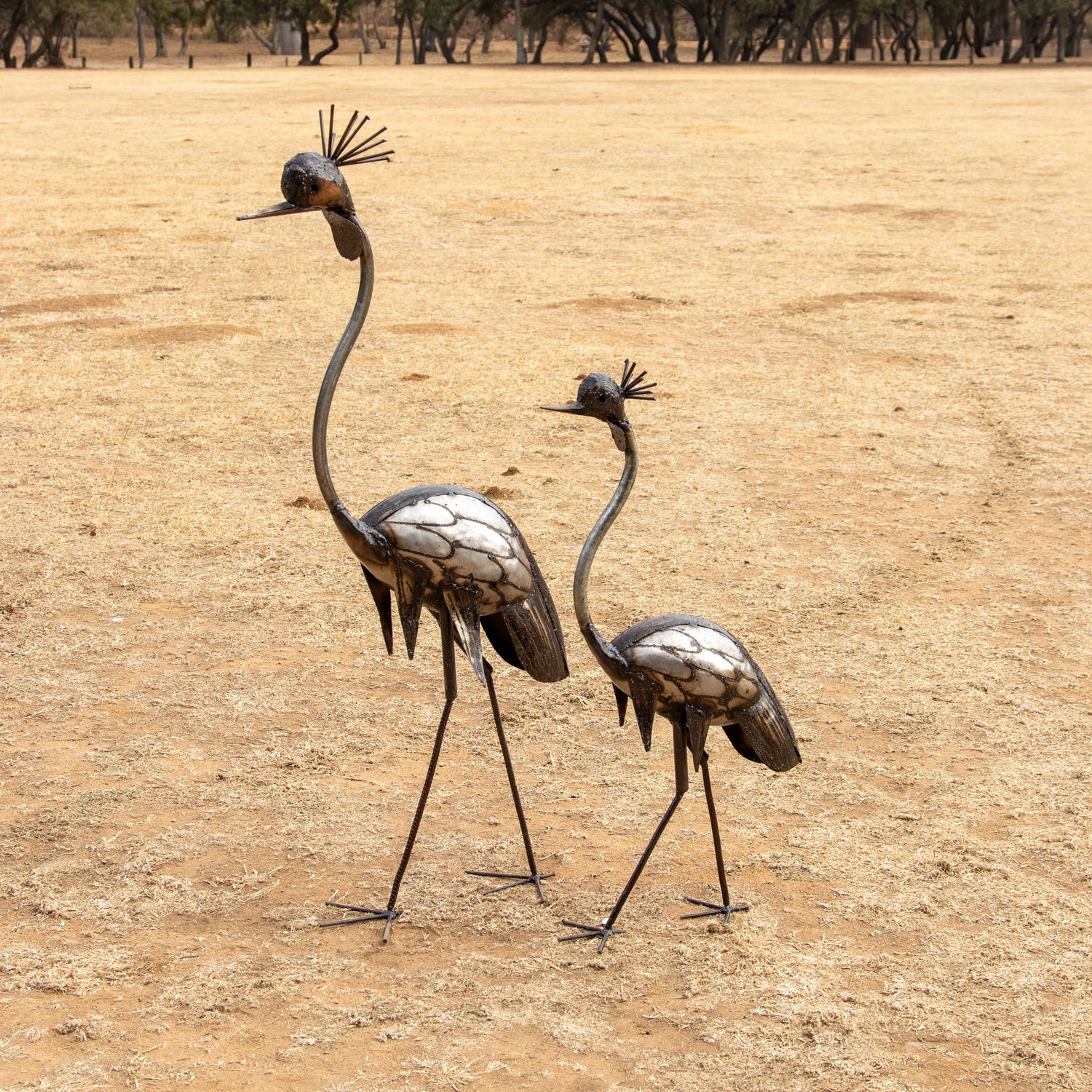 Crowned Crane