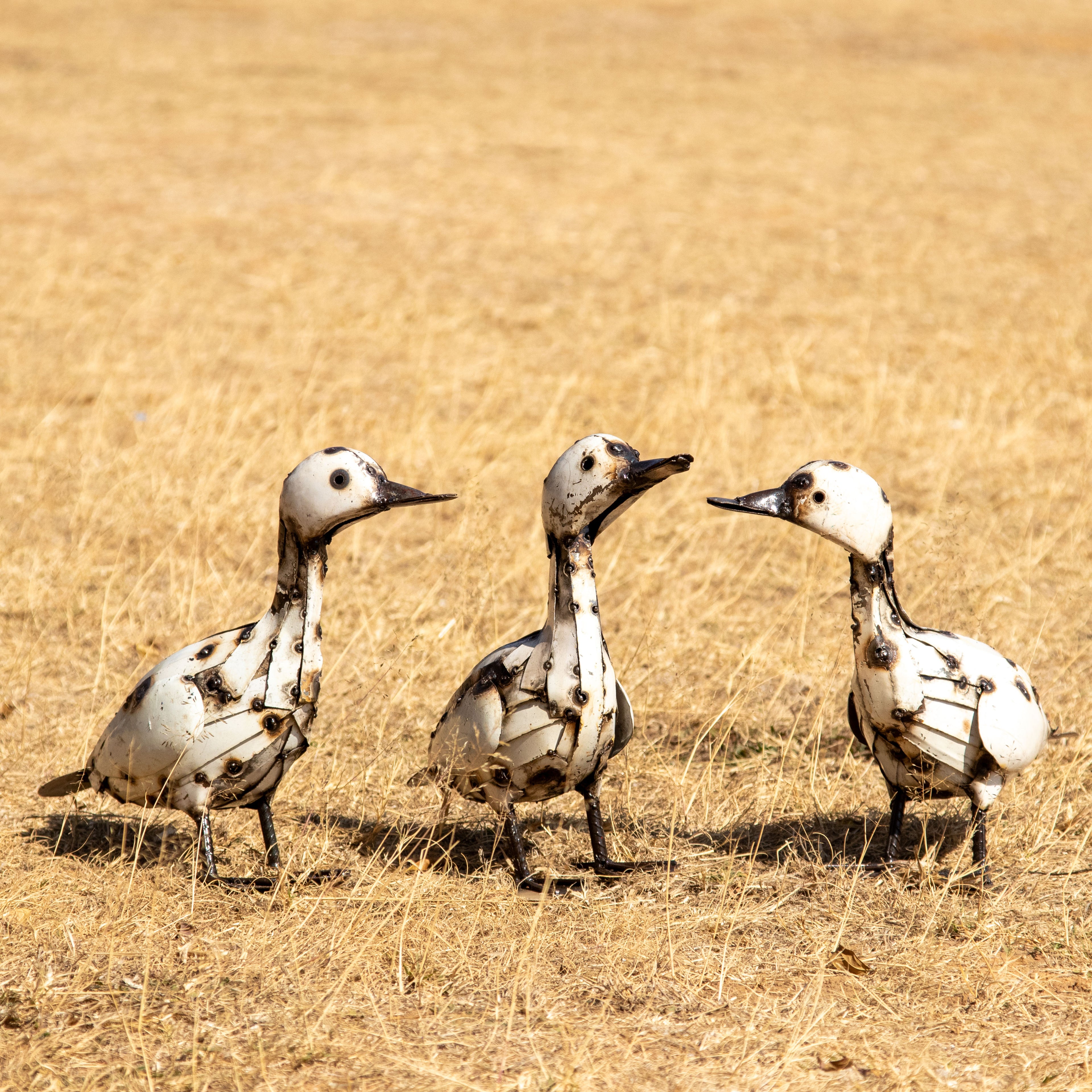 Goose / Geese