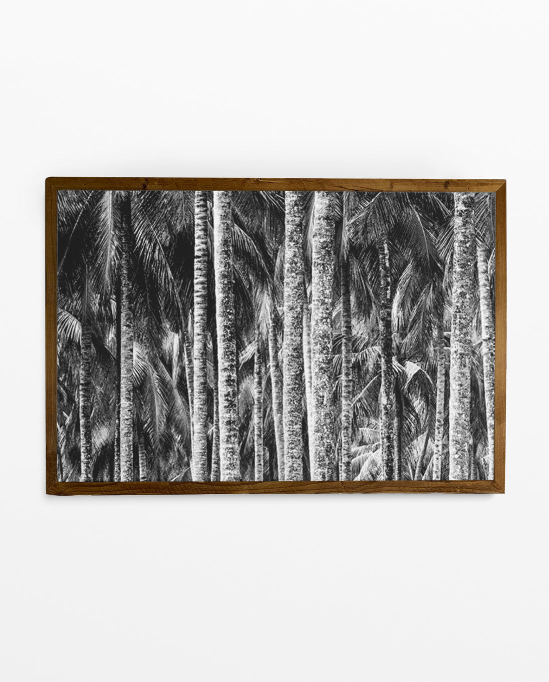 ZAN_36 David Ballam Print Coconut Palms