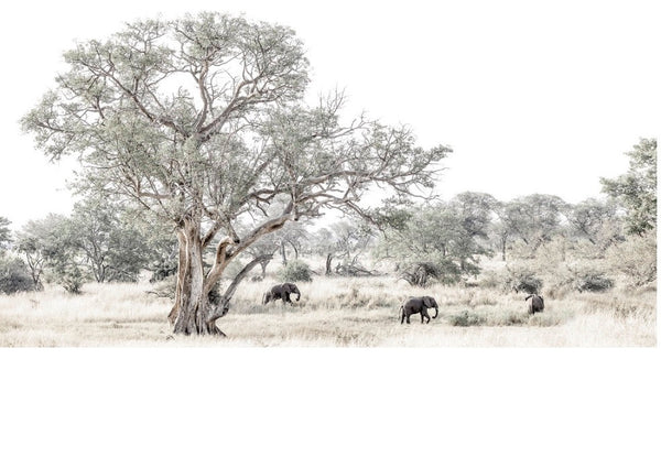 Another Day in Africa Francoise van Vuuren Print Wildlife