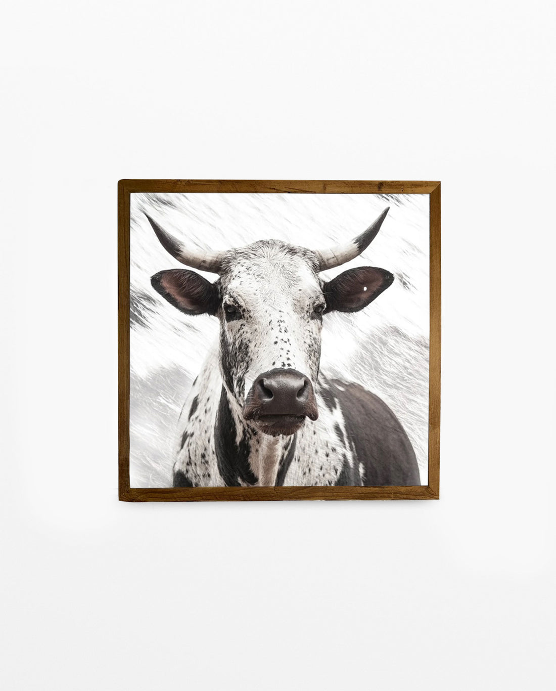 Nguni