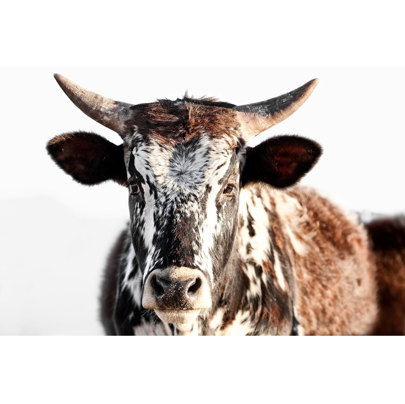 Nguni Jay Roode