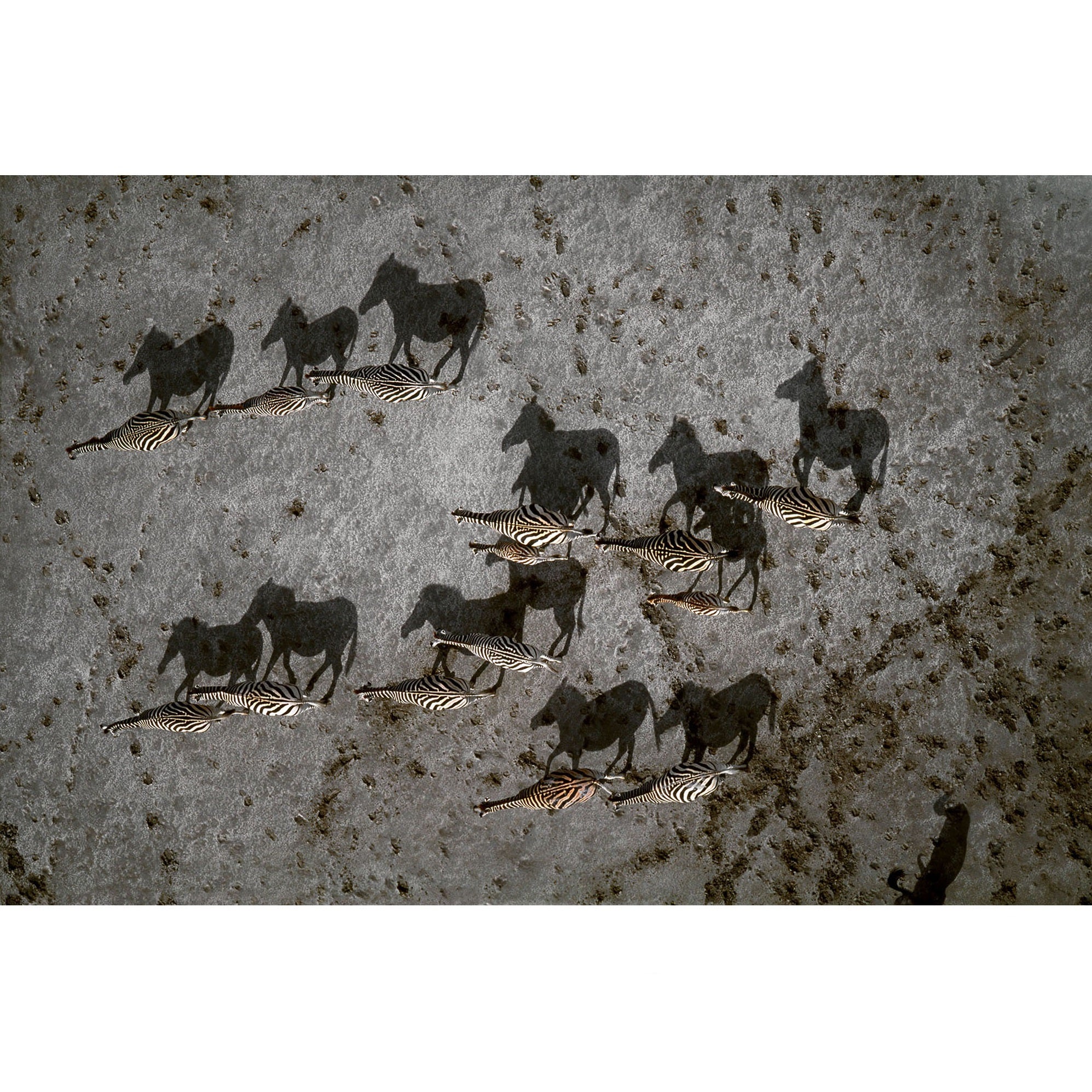 RDT_1 Richard Du Toit Zebra Aerial