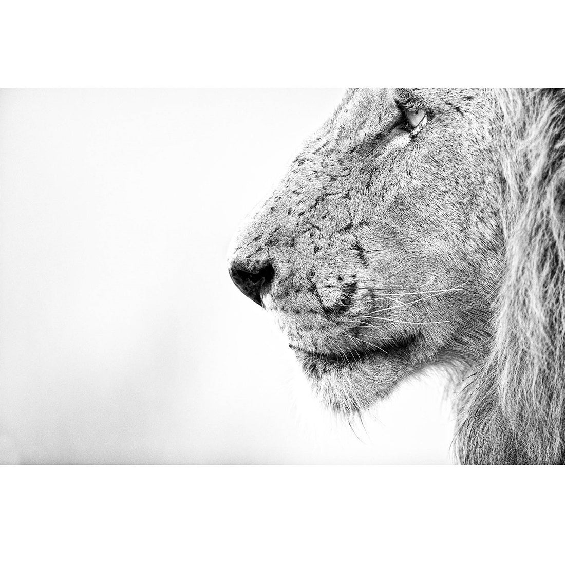 RDT_173 Richard Du Toit Print Lion Profile