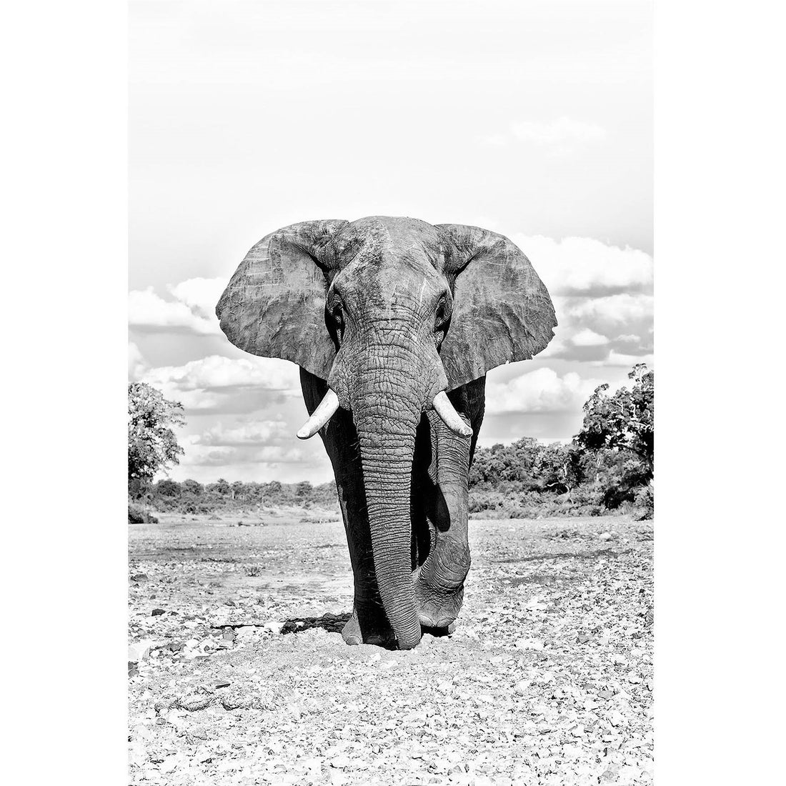 RDT_305 Richard Du Toit Elephant