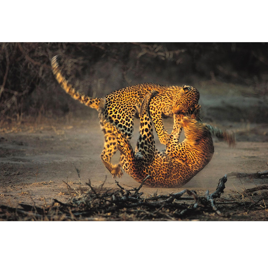 RDT_33 Richard Du Toit Leopards Fighting