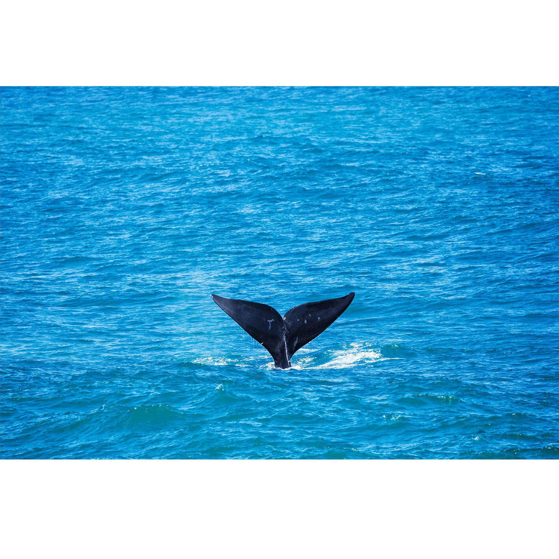 RDT_399 Richard Du Toit Whale Tail