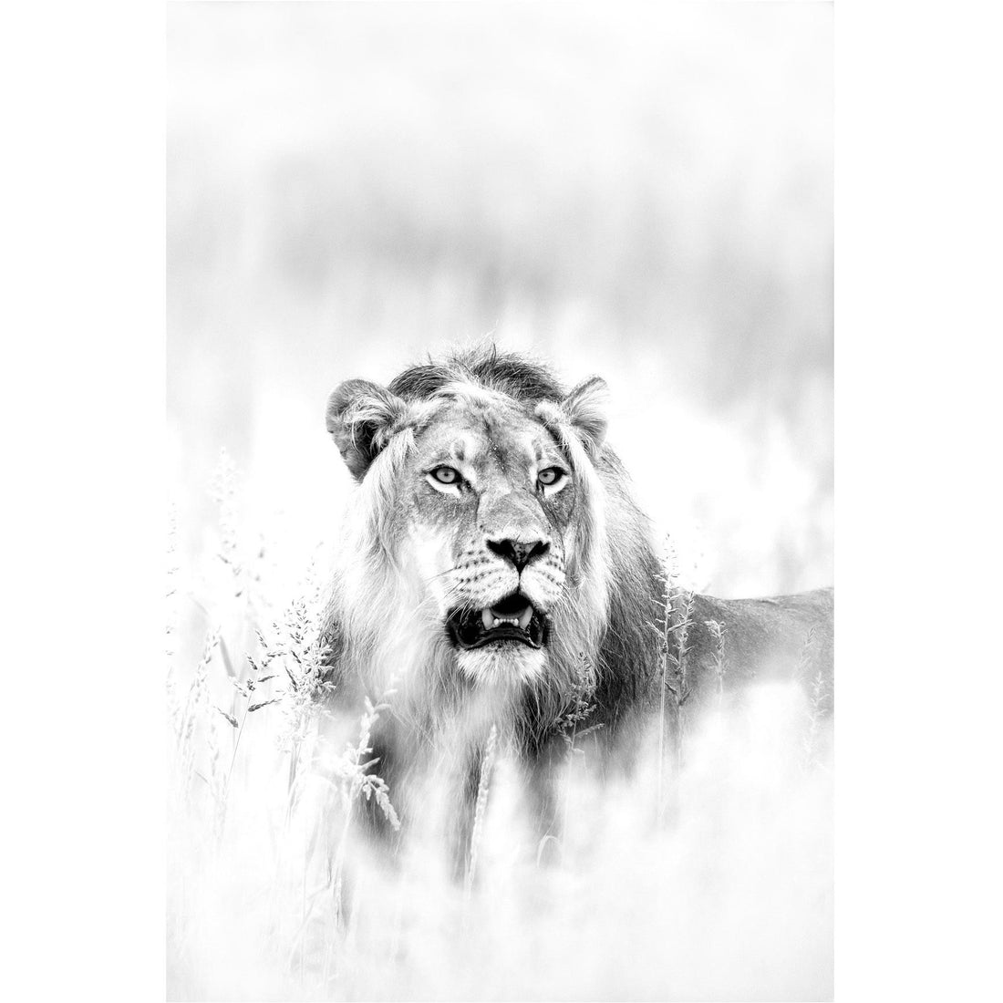 RDT_501 Richard Du Toit Lion in Bush